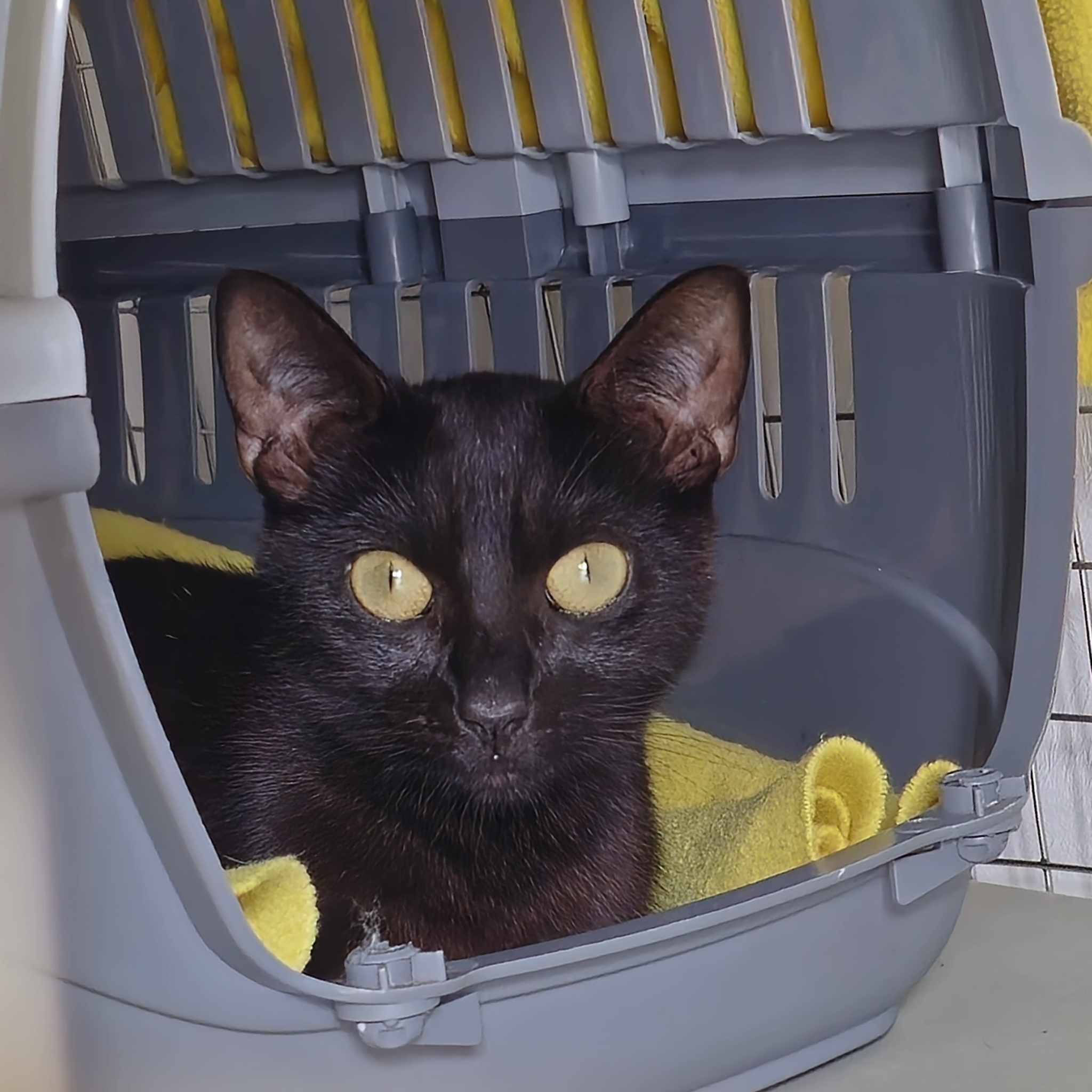 Daffodil- 2 Year Old Female – Reserved