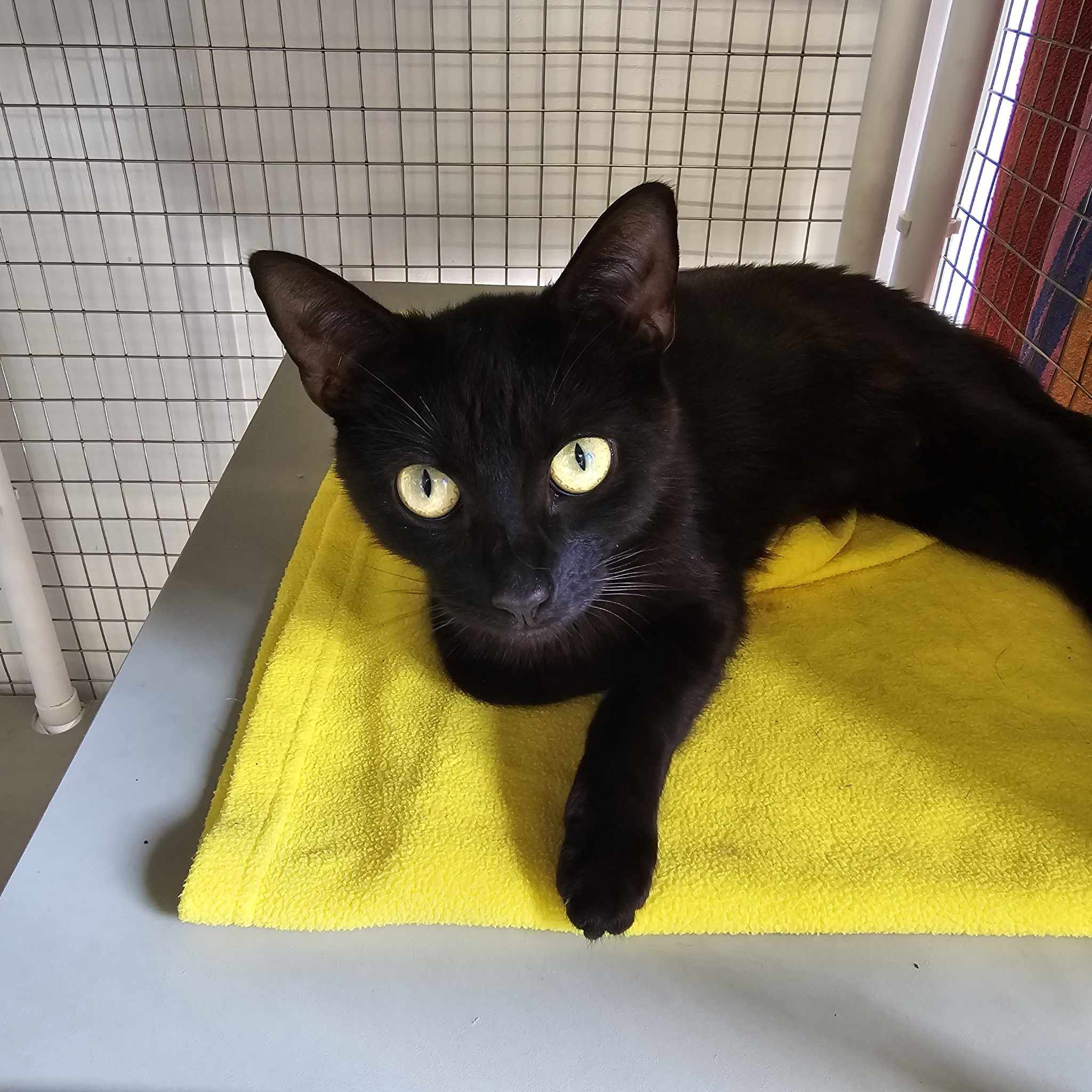Daffodil- 2 Year Old Female – Reserved