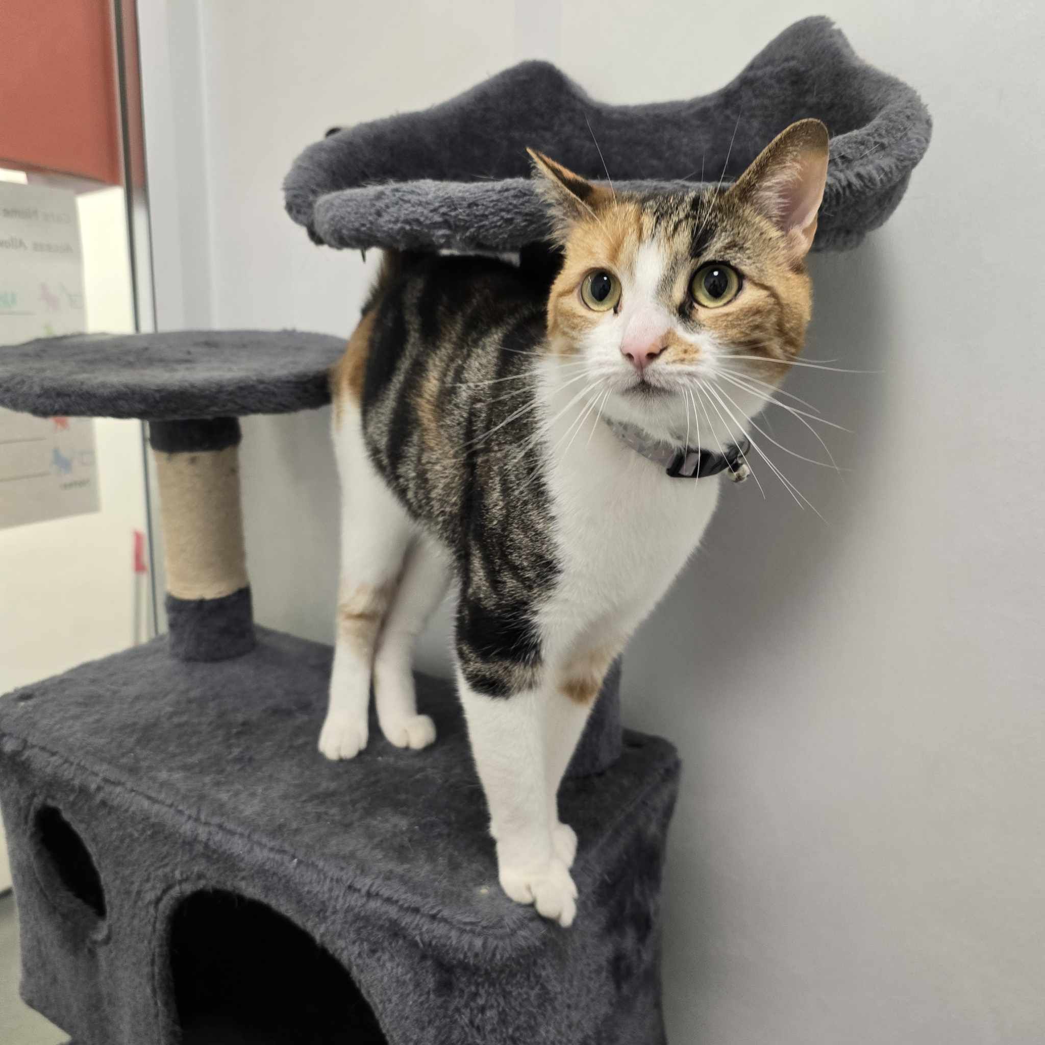 Arya-3 Year Old Female