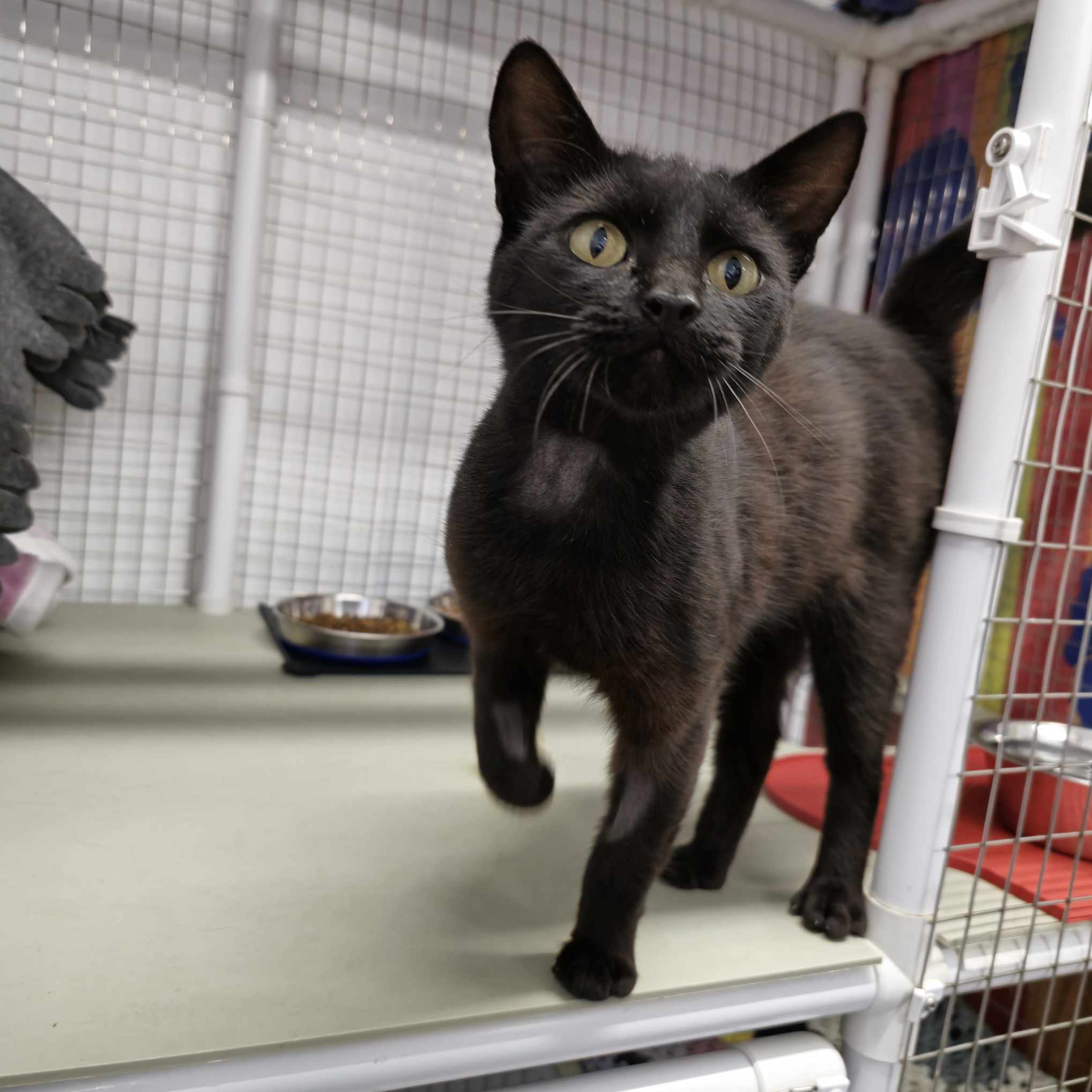 Dory-7 Month Old Female- Available Soon