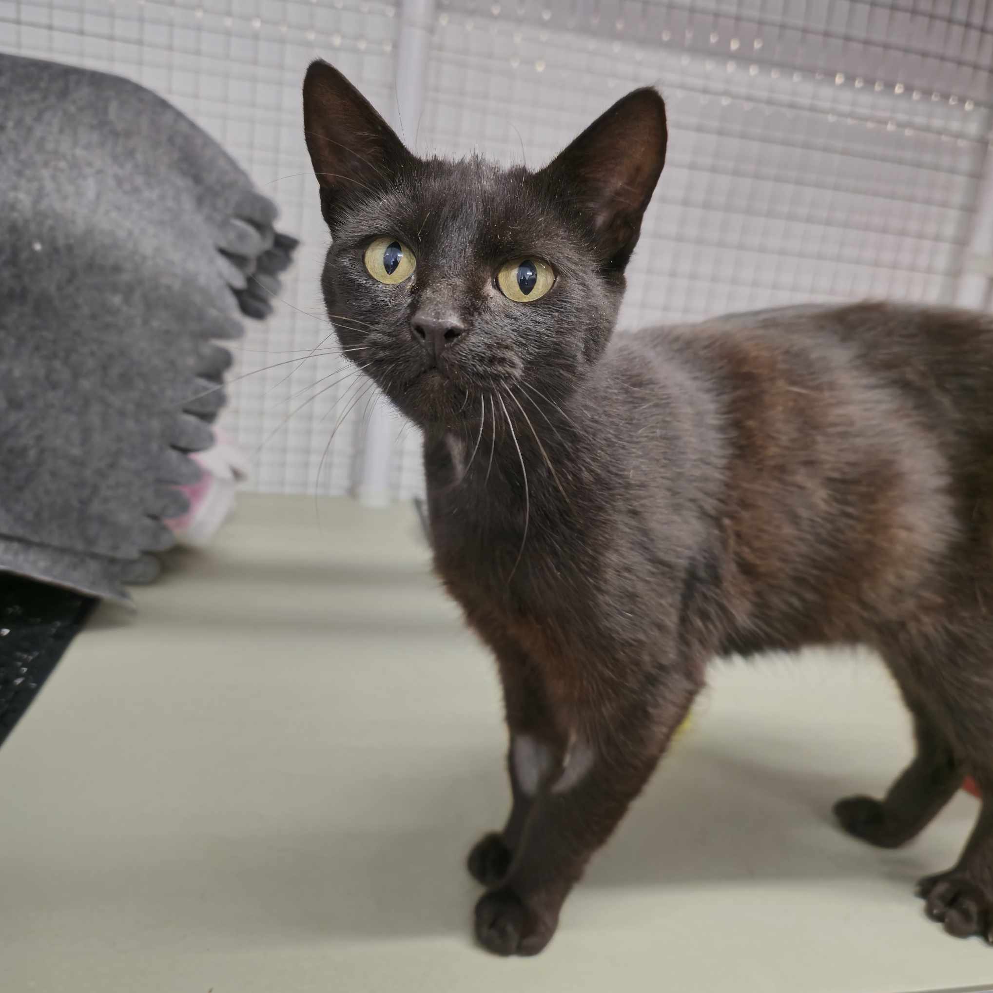 Dory-7 Month Old Female- Available Soon