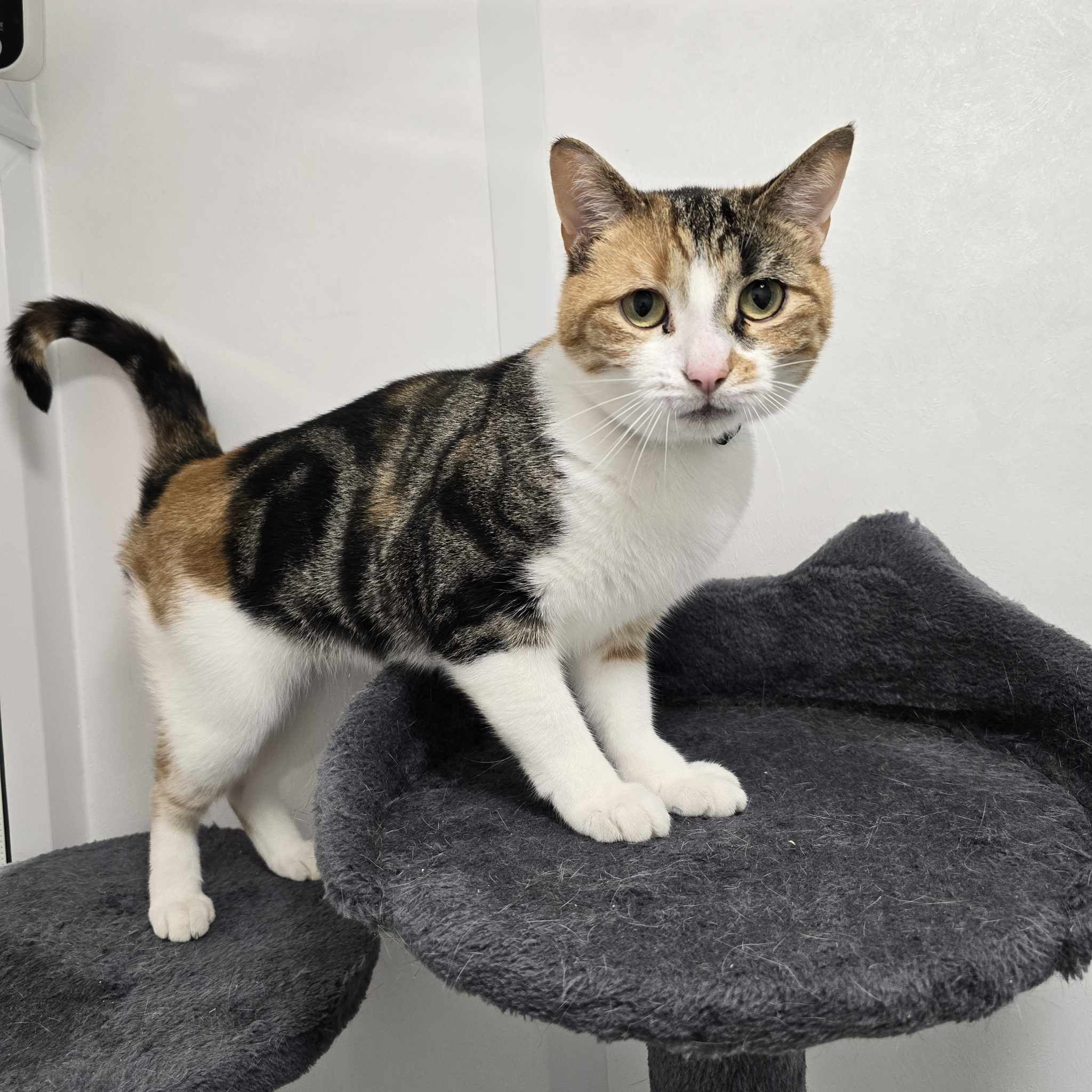 Arya-3 Year Old Female