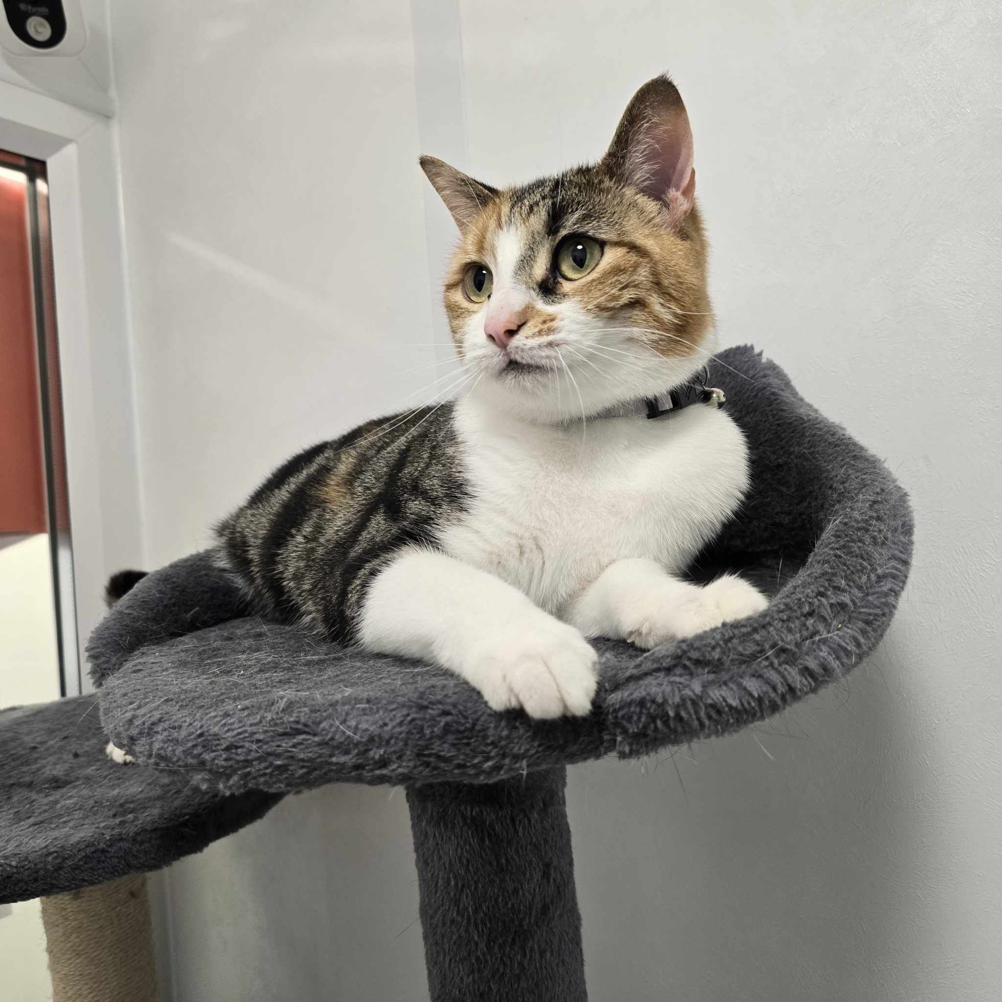 Arya-3 Year Old Female