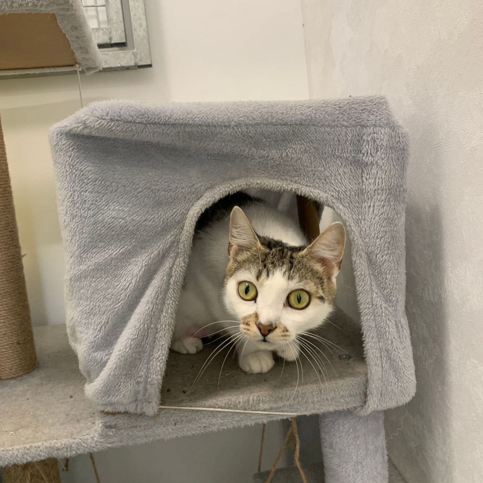 Penny- 1 Year Old Female- RESERVED