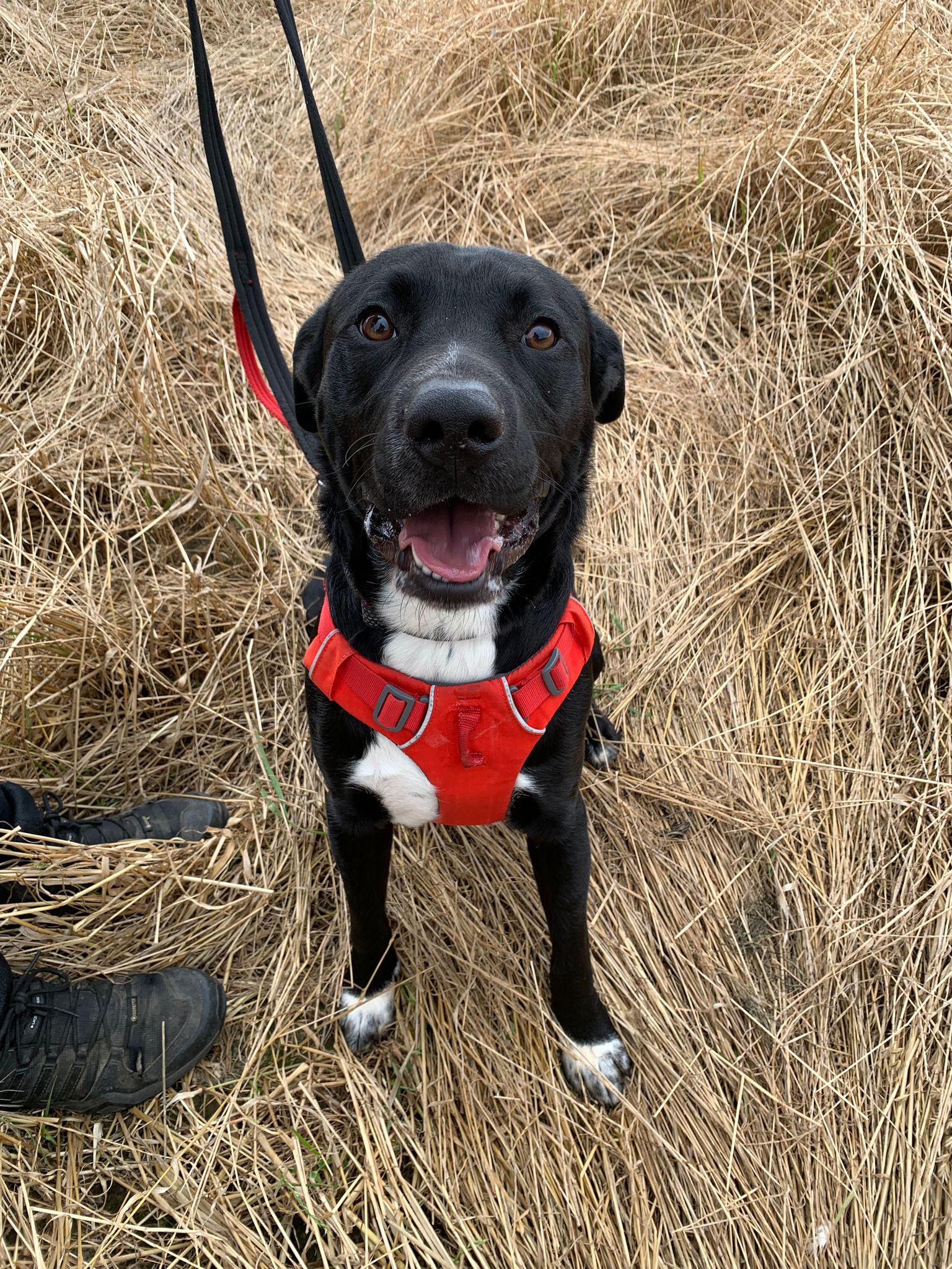 Buzz- 1 Year Old Male – RESERVED