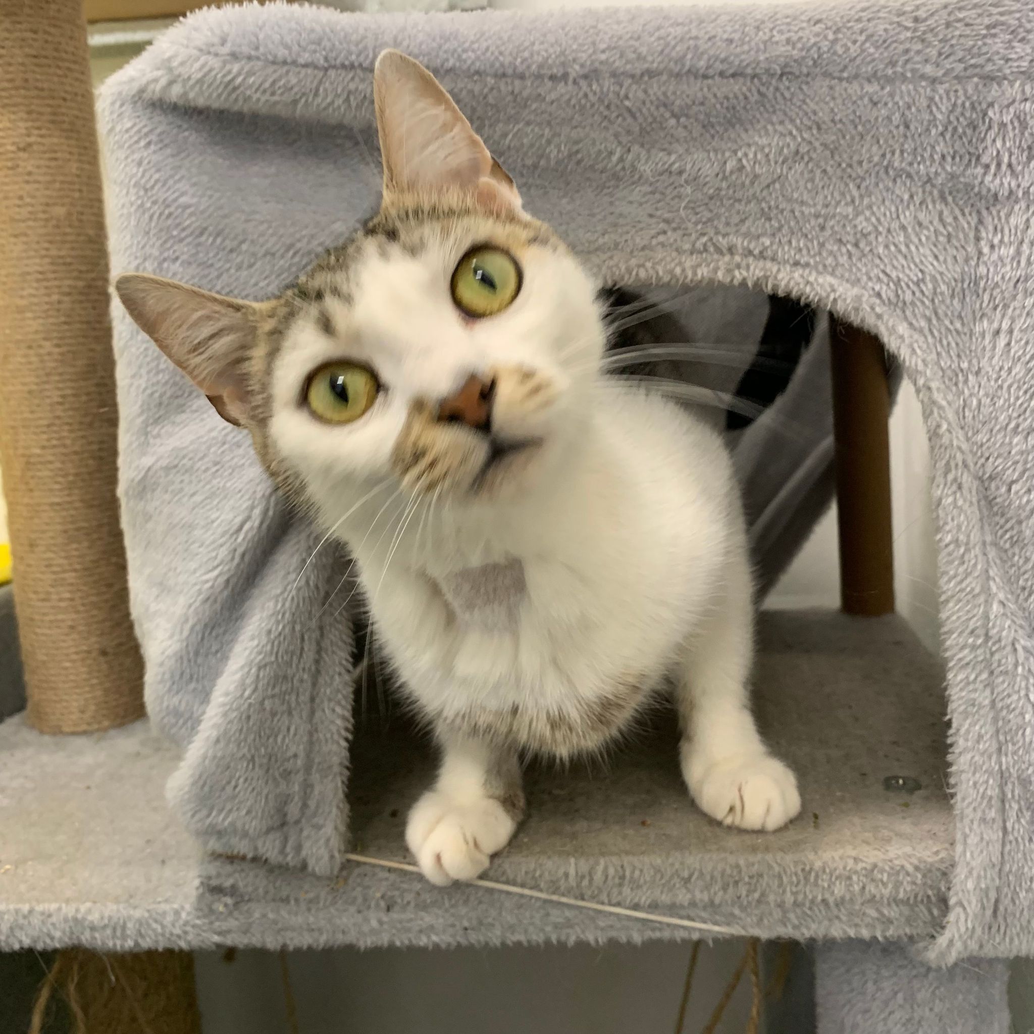 Penny- 1 Year Old Female- RESERVED