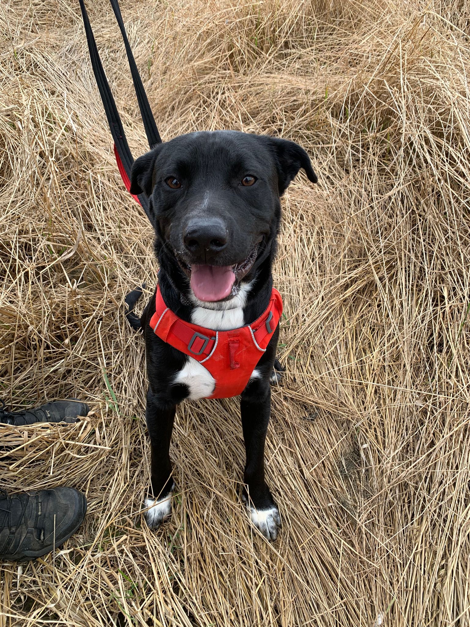 Buzz- 1 Year Old Male – RESERVED