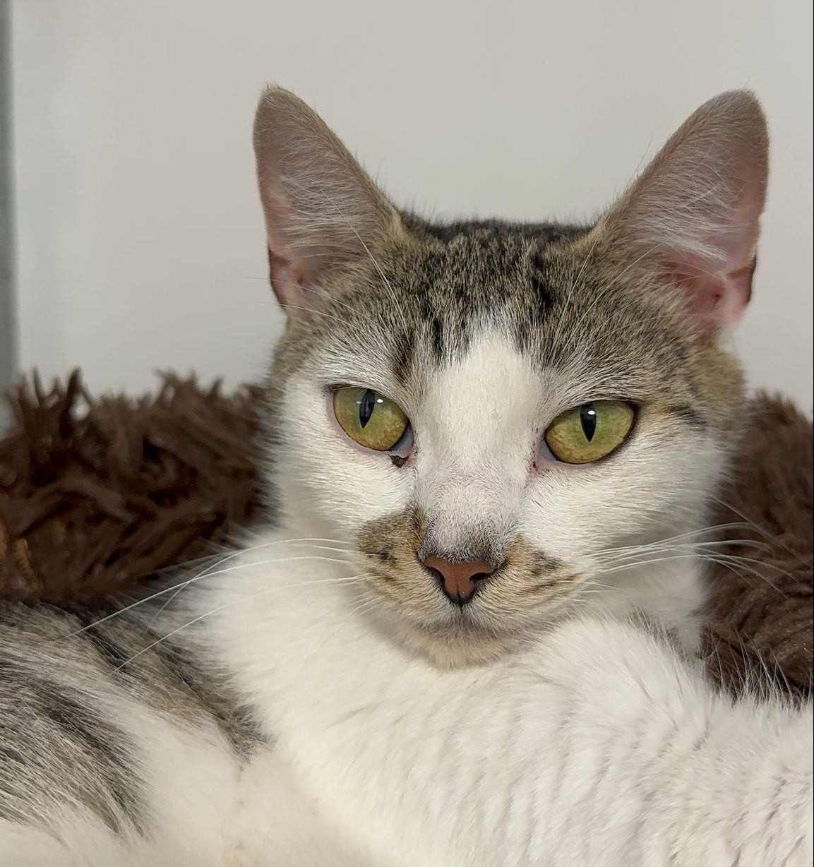Penny- 1 Year Old Female- RESERVED