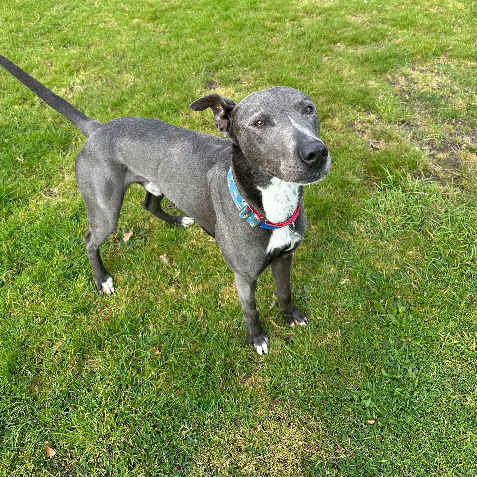 Diesel – 6 Year Old Male Lurcher X Staffy