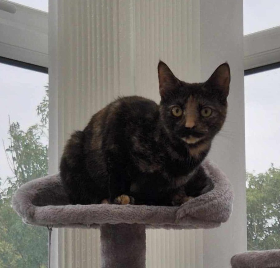 Sansa-2 Year Old Female – RESERVED