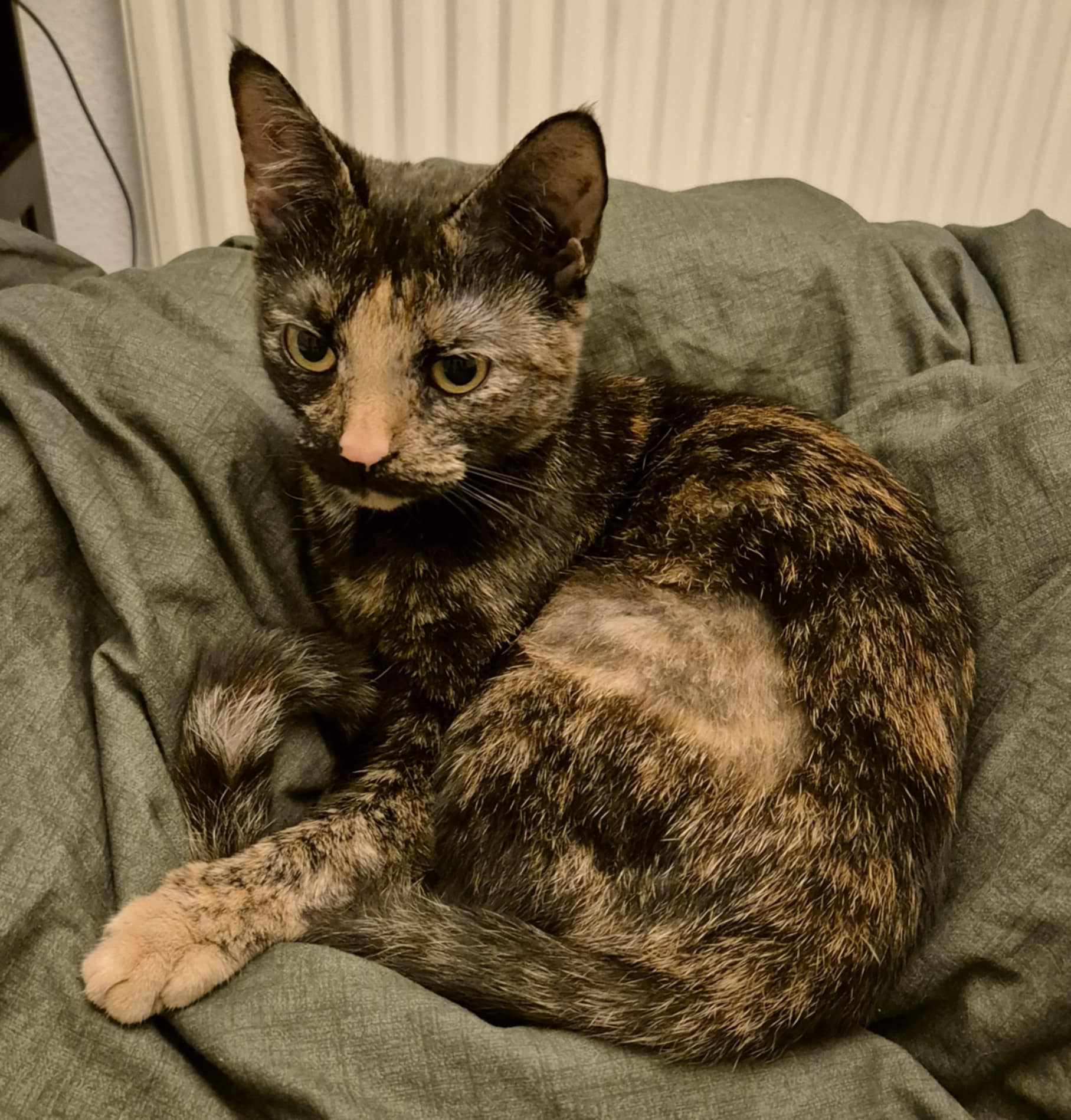Sansa-2 Year Old Female – RESERVED