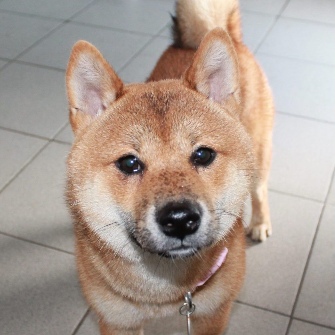 Onigiri – 1 Year Old Male Shiba Inu – Available from 8th September