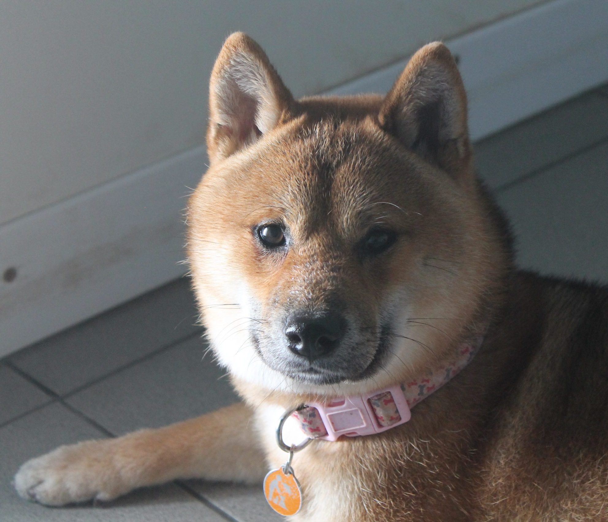 Onigiri – 1 Year Old Male Shiba Inu – Available from 8th September