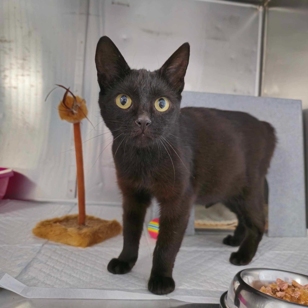Dory-7 Month Old Female- Available Soon