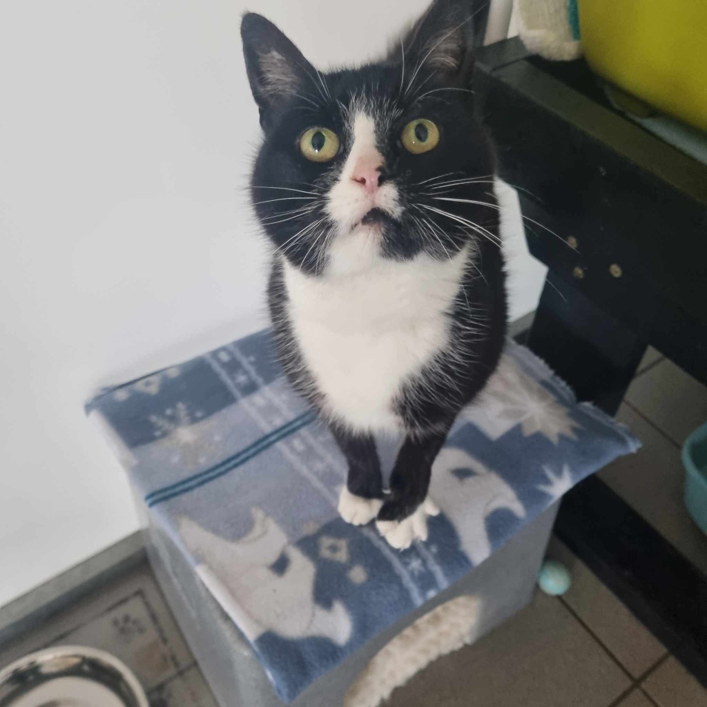 Mow-4 Year Old Female