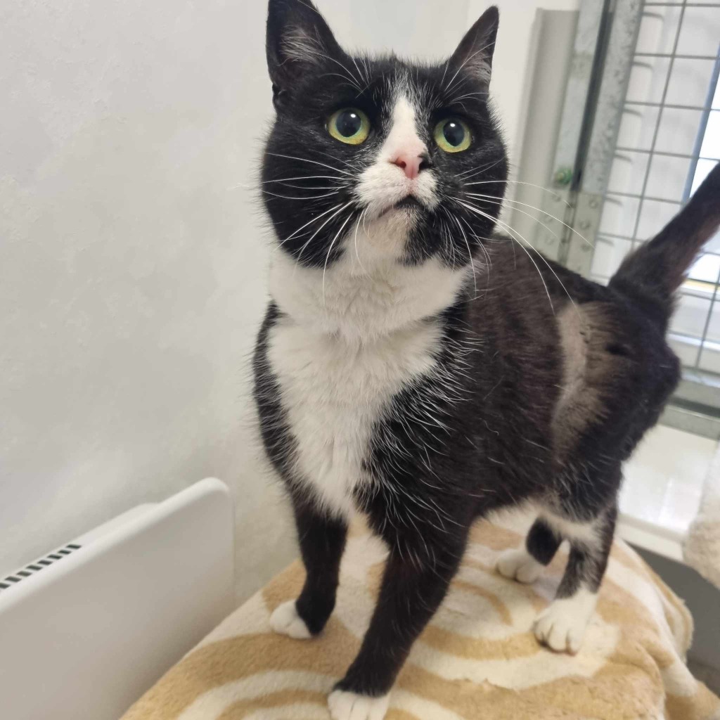 Mow-4 Year Old Female