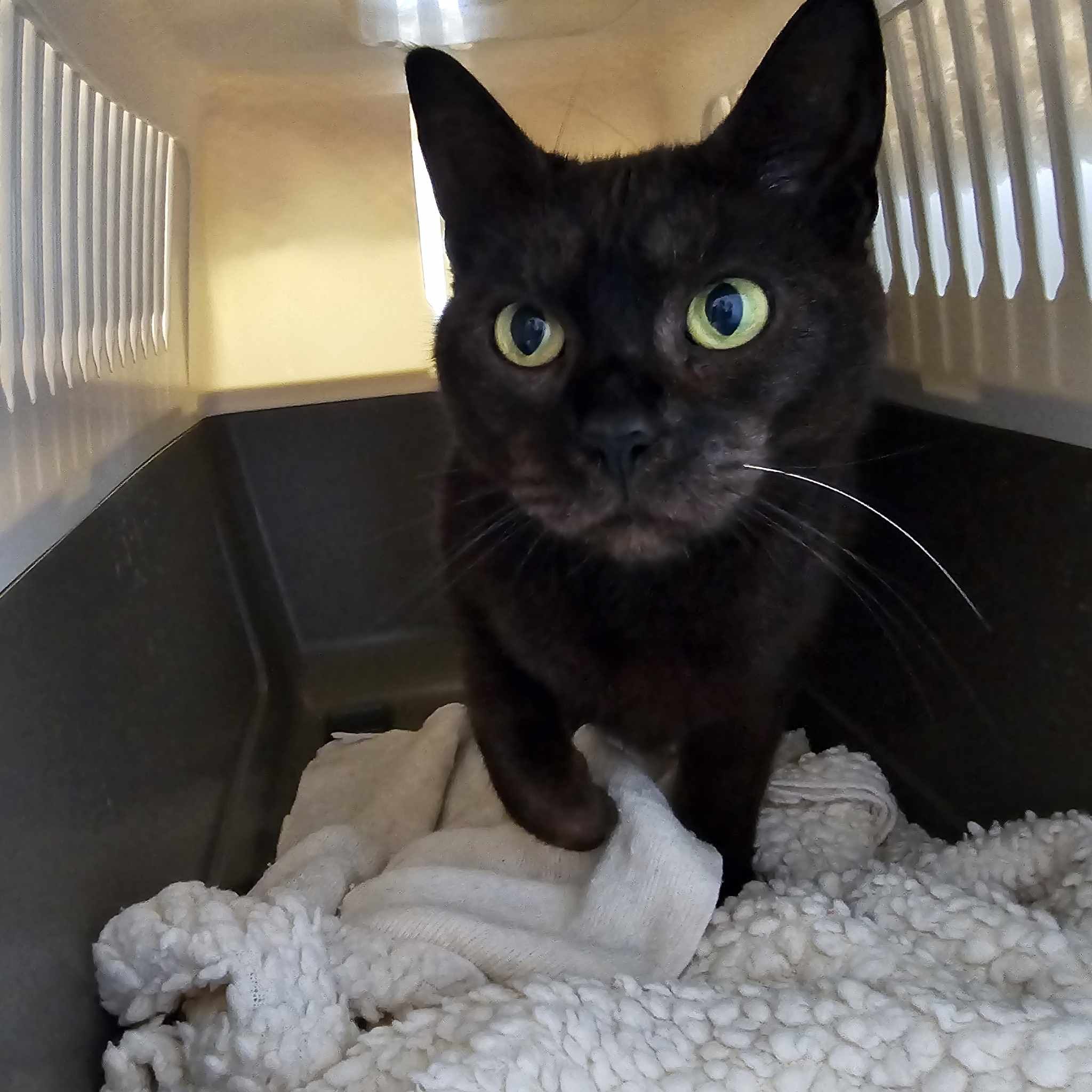 Princess- 2 Year Old Female – Reserved