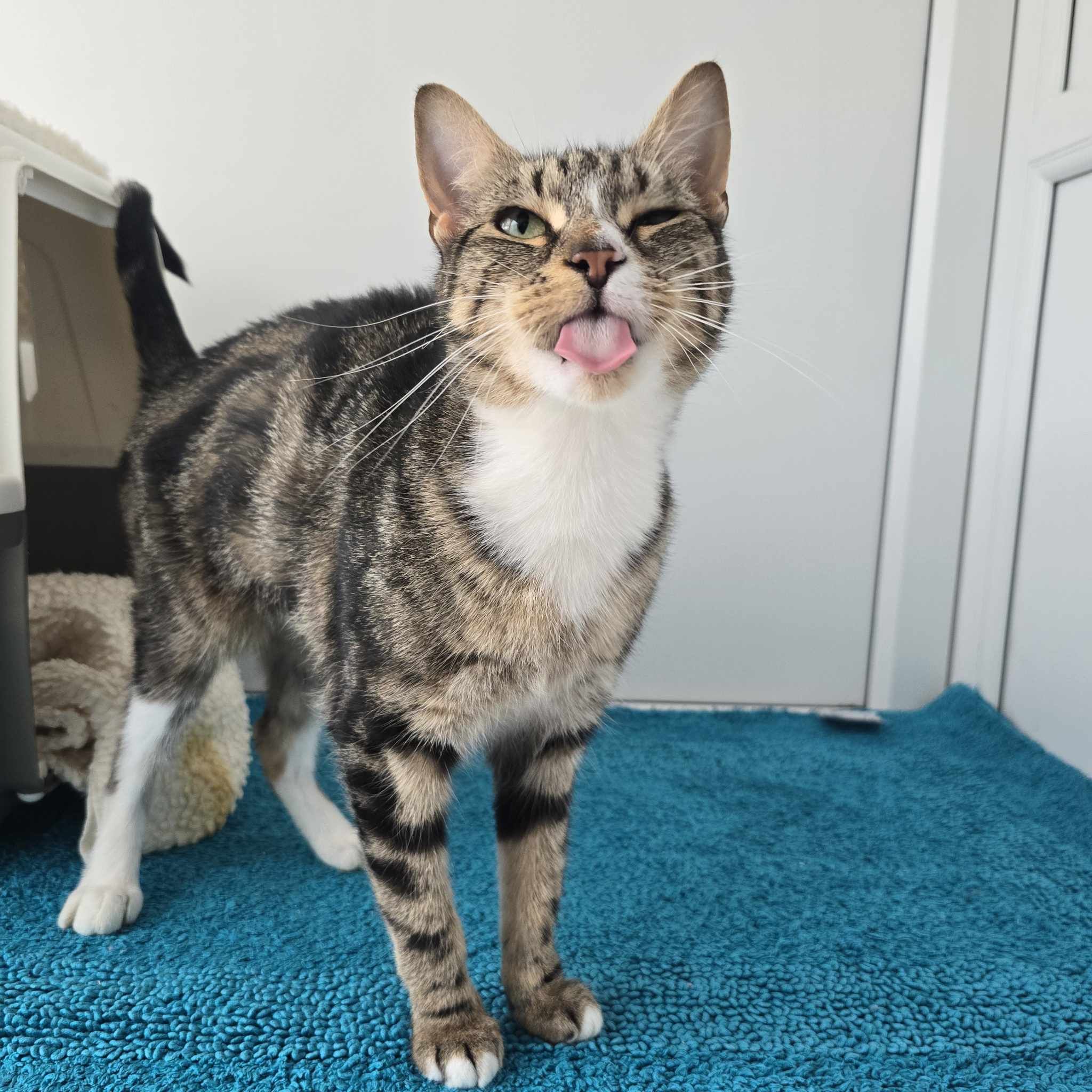 Tab Tabs- 2 Year Old Female – RESERVED