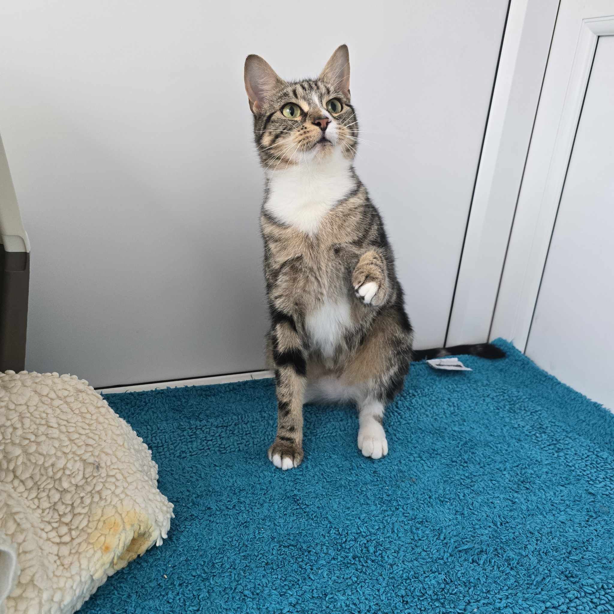 Tab Tabs- 2 Year Old Female – RESERVED