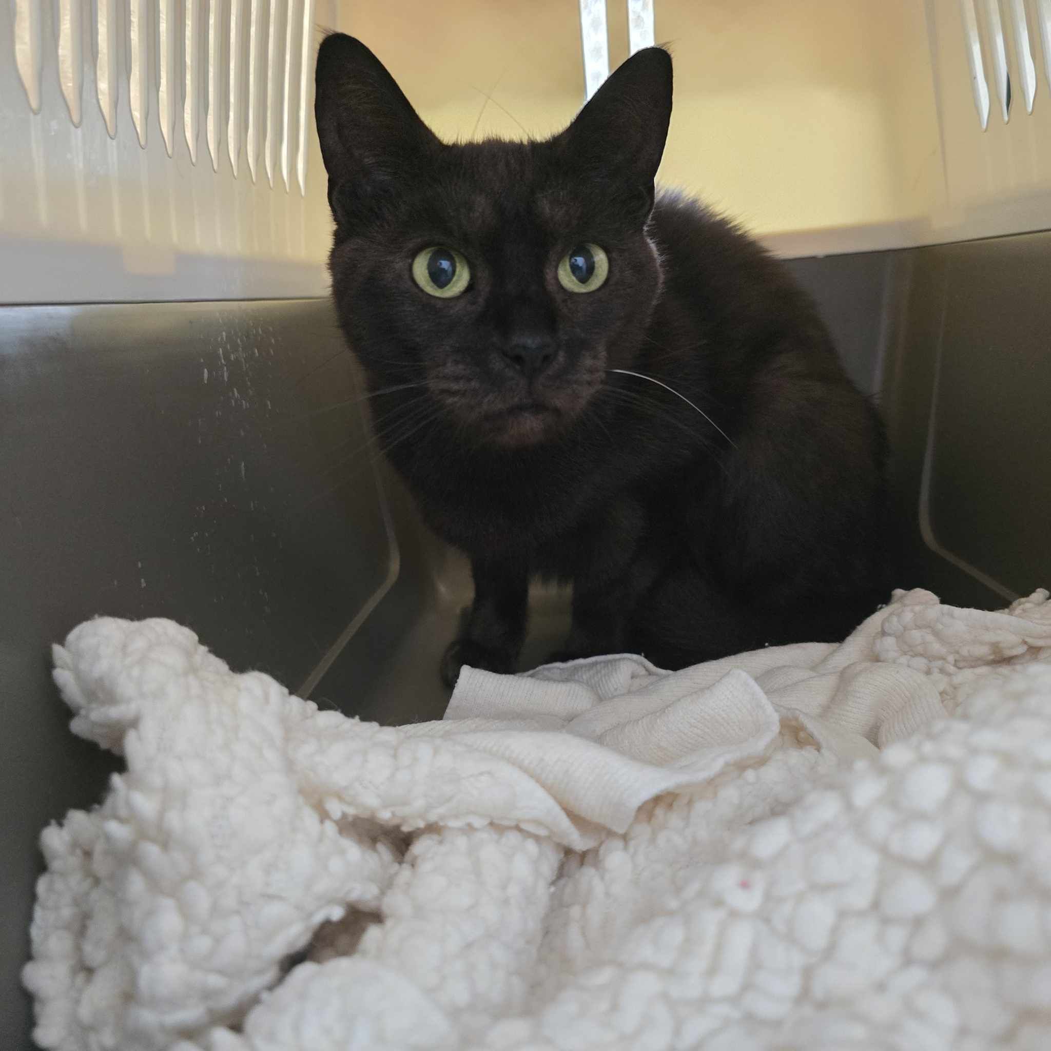 Princess- 2 Year Old Female – Reserved
