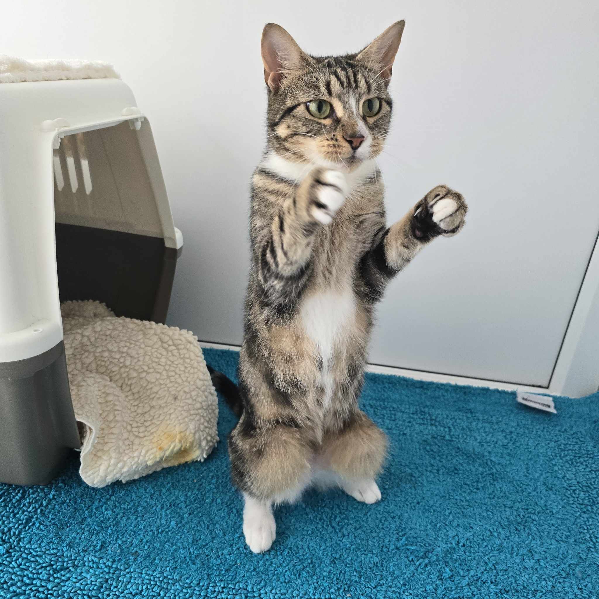 Tab Tabs- 2 Year Old Female – RESERVED