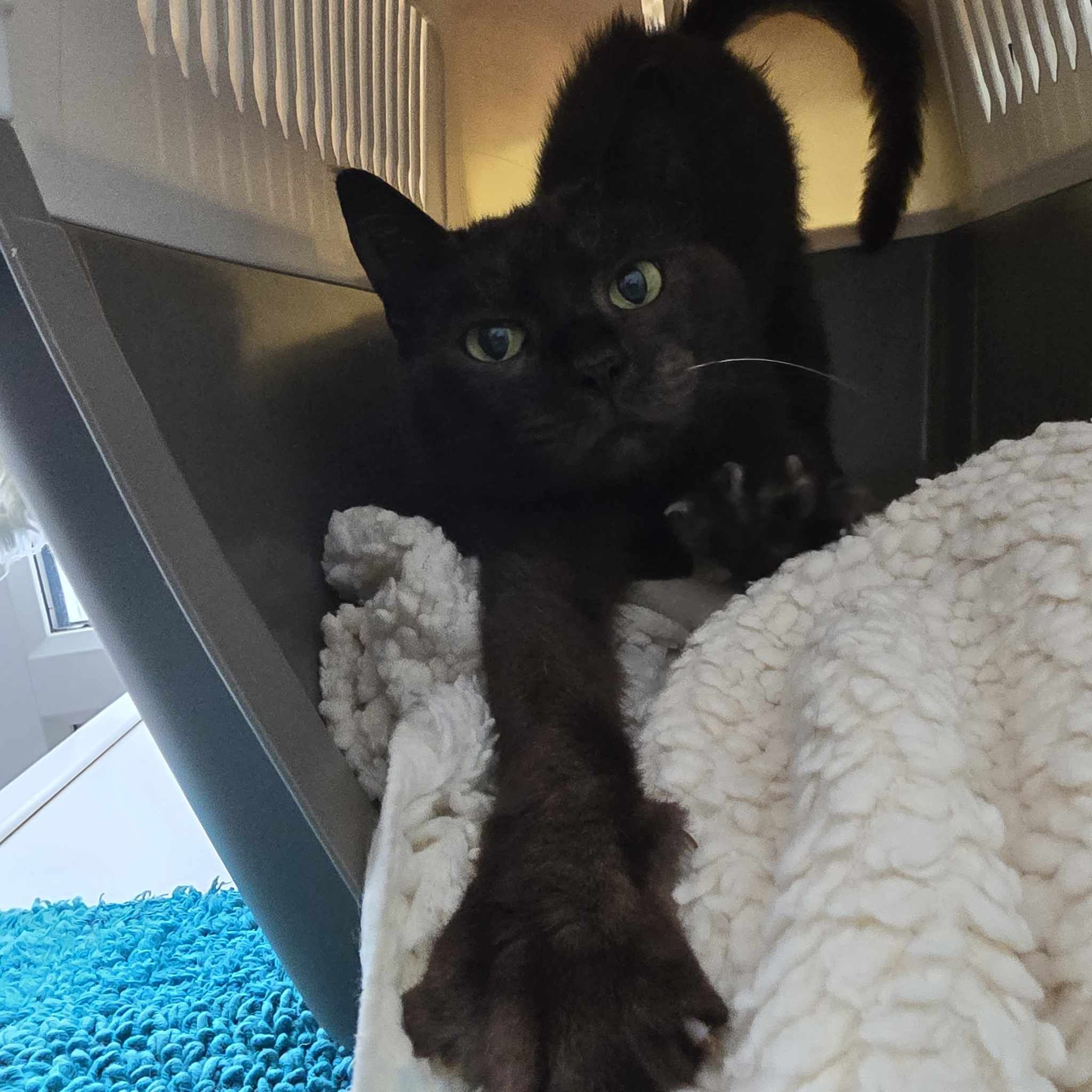 Princess- 2 Year Old Female – Reserved