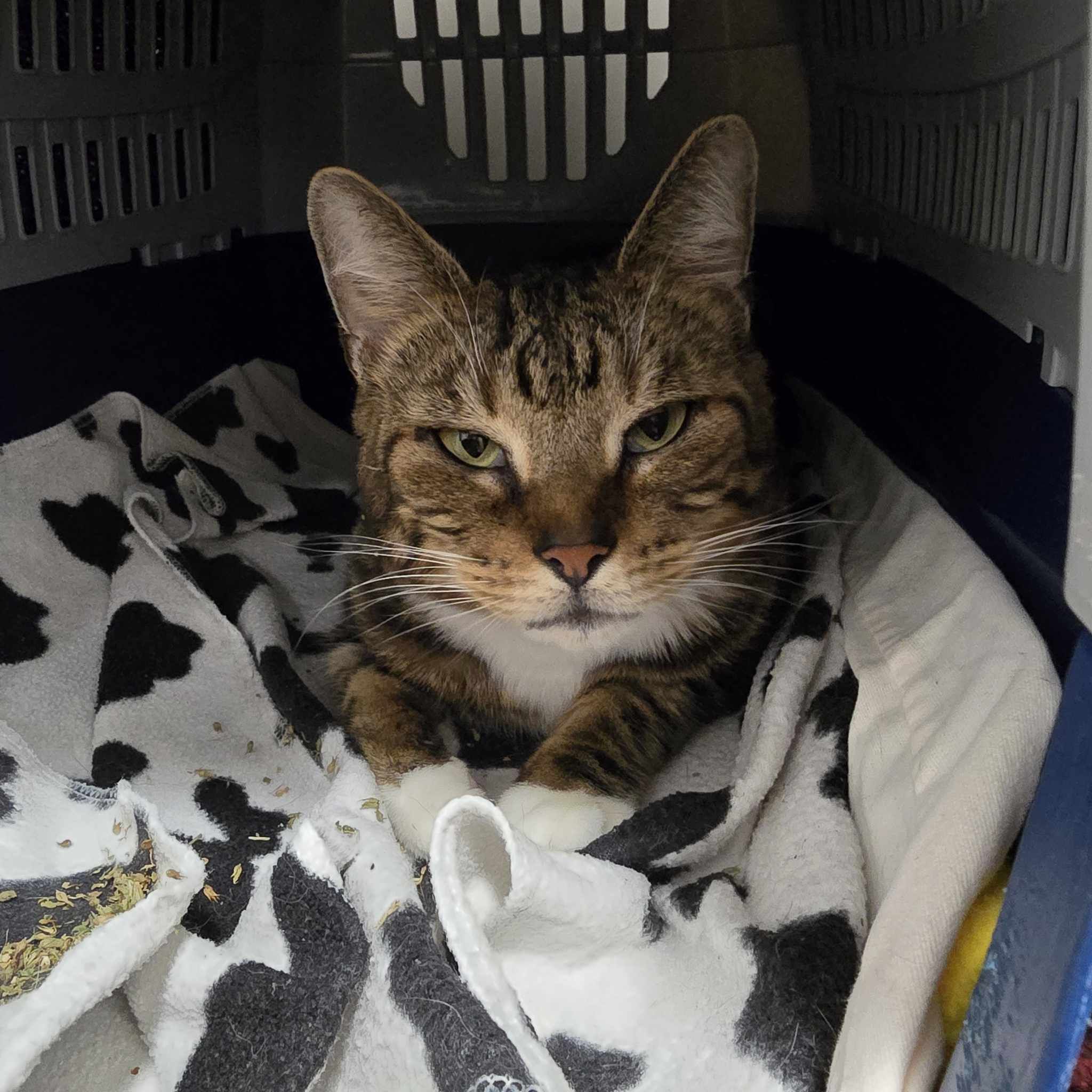 Simba- 1 Year Old Male – RESERVED