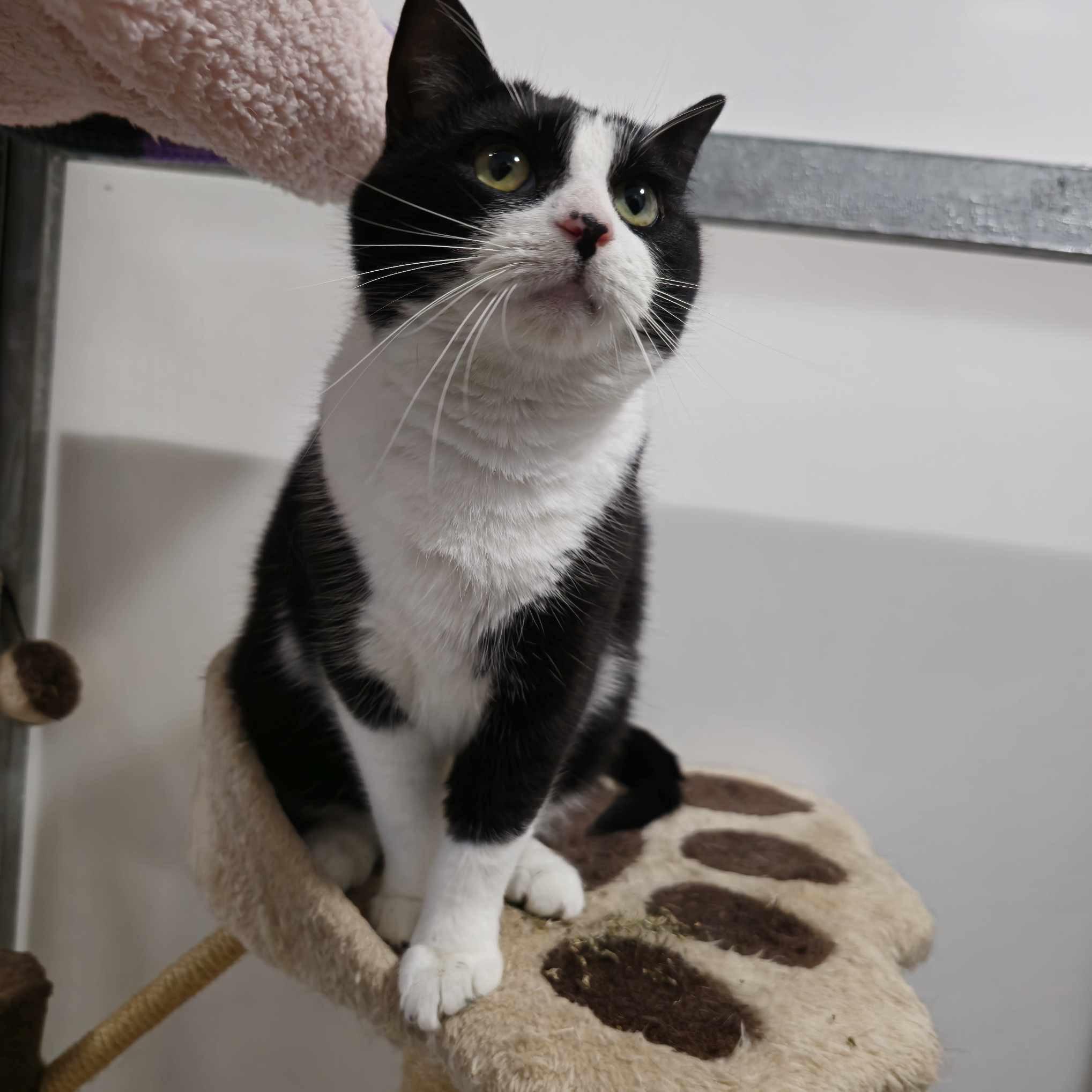Queenie- 2 Year Old Female – RESERVED