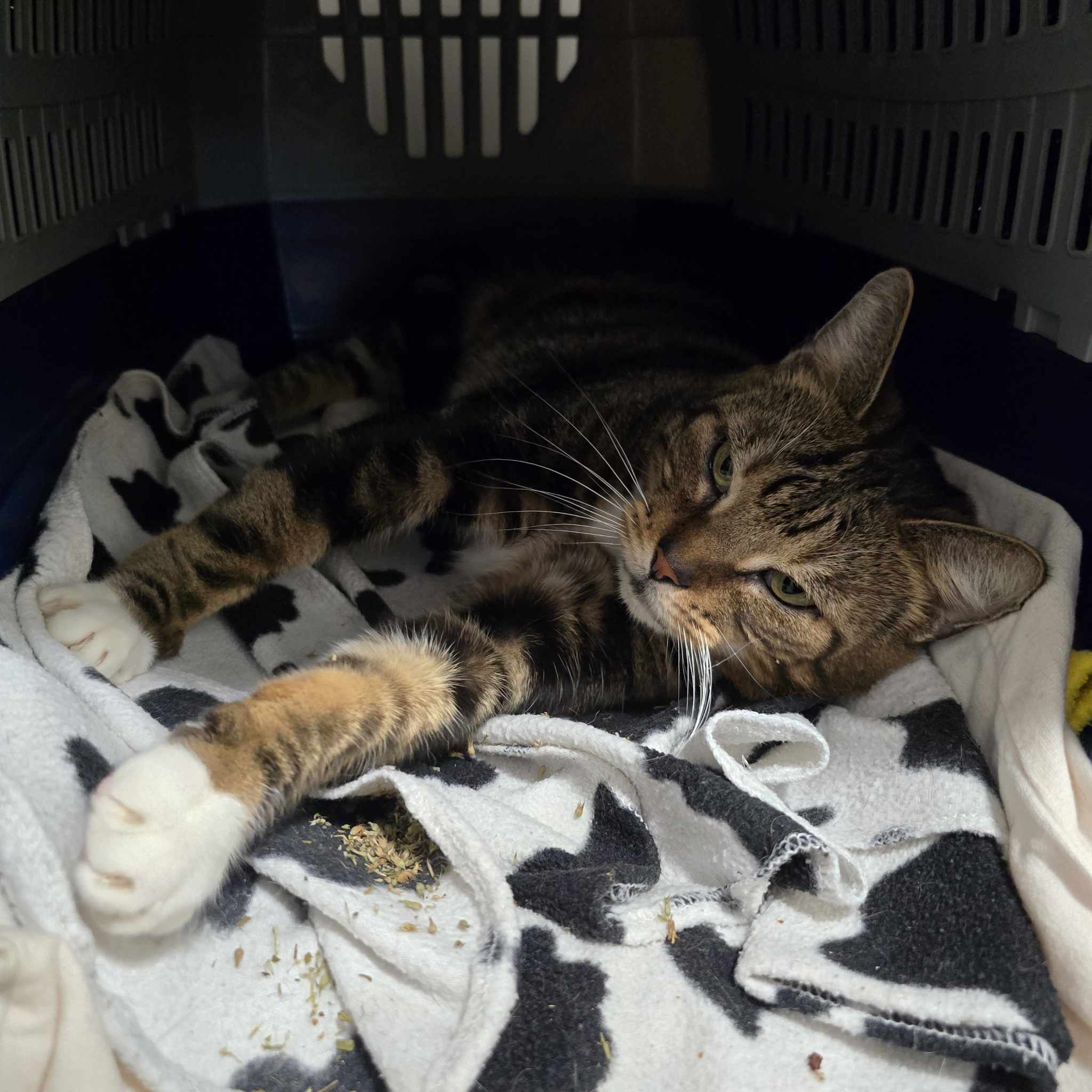 Simba- 1 Year Old Male – RESERVED