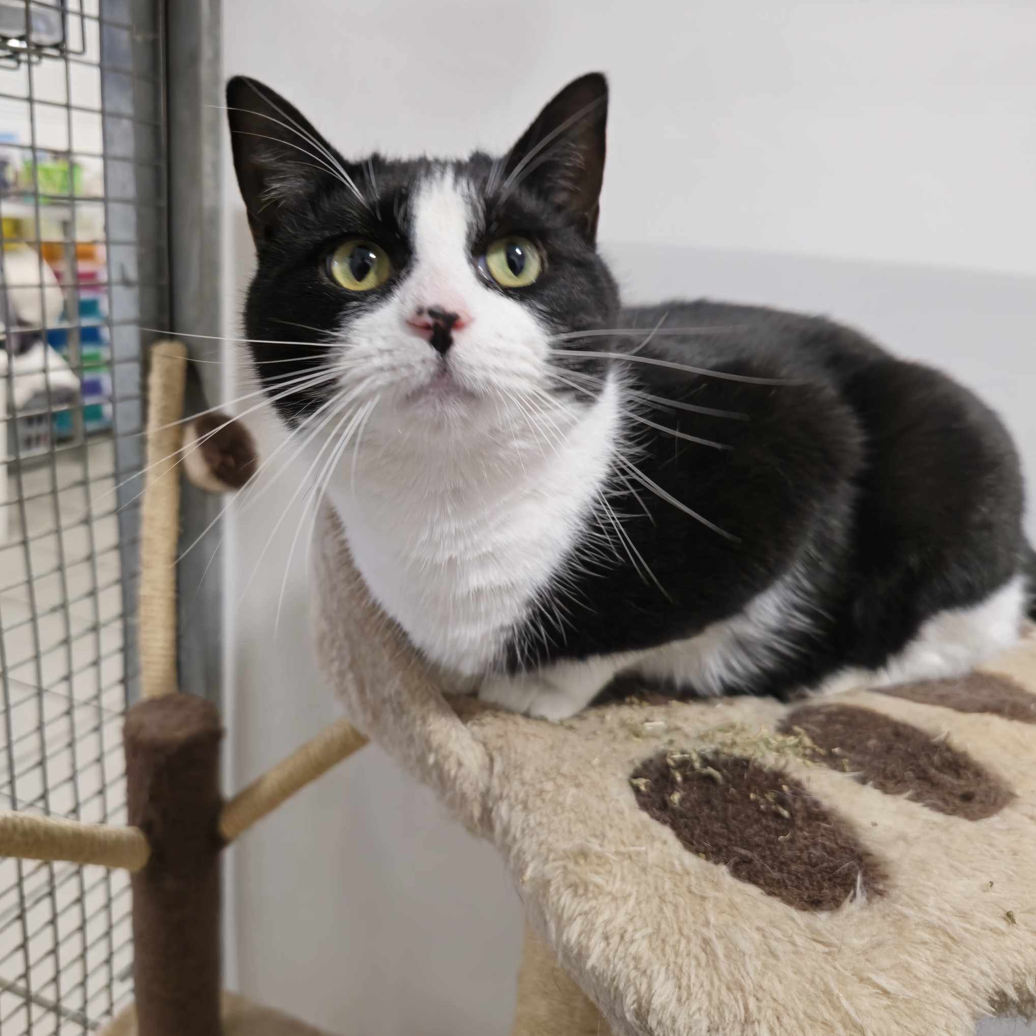 Queenie- 2 Year Old Female – RESERVED