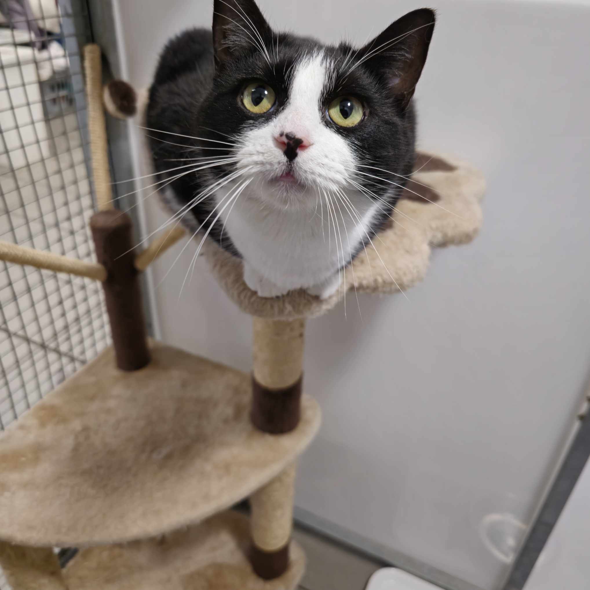 Queenie- 2 Year Old Female – RESERVED