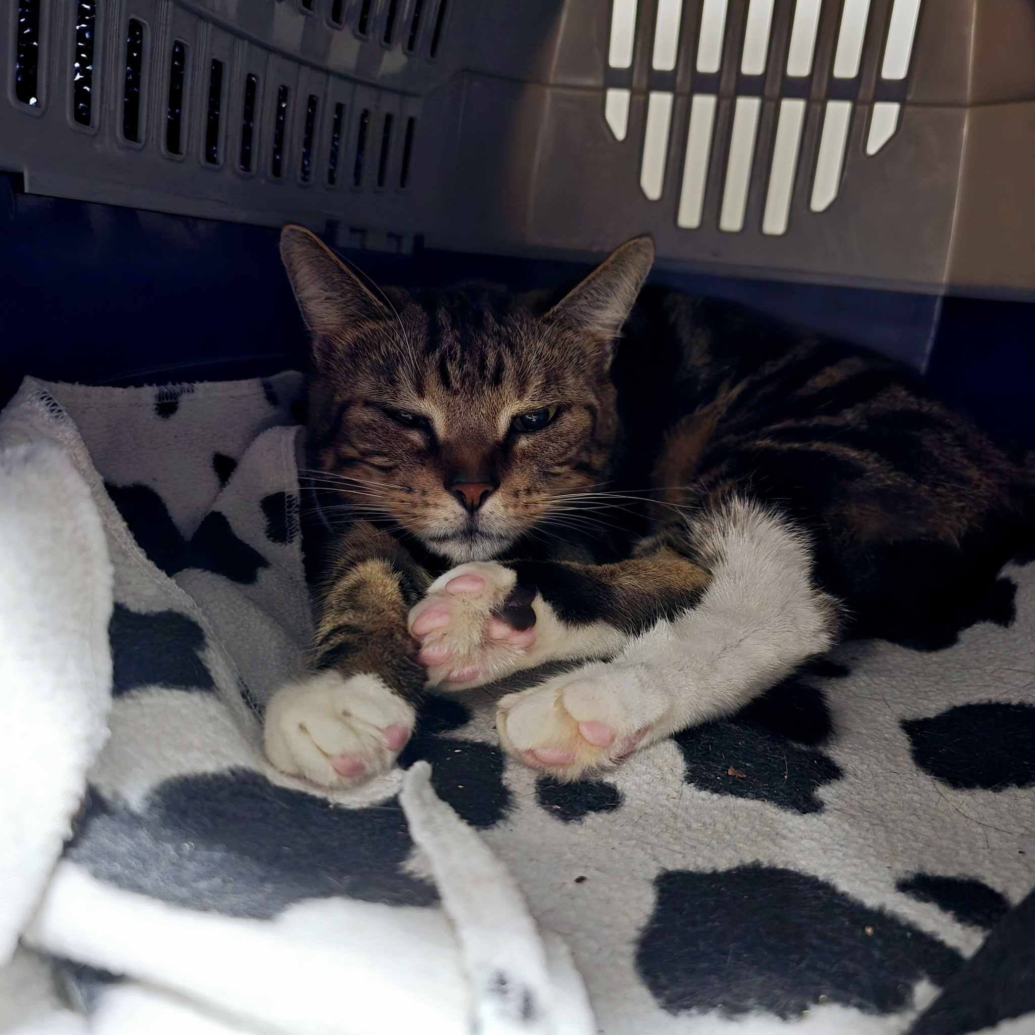 Simba- 1 Year Old Male – RESERVED
