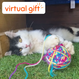 A treat and toy for a Rain Rescue cat