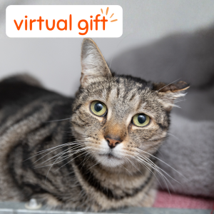 A stress relief pack for a Rain Rescue cat
