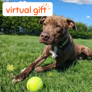 A treat and toy for a Rain Rescue dog