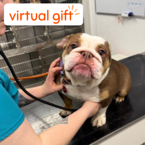 Essential Vet Care for a Rain Rescue dog