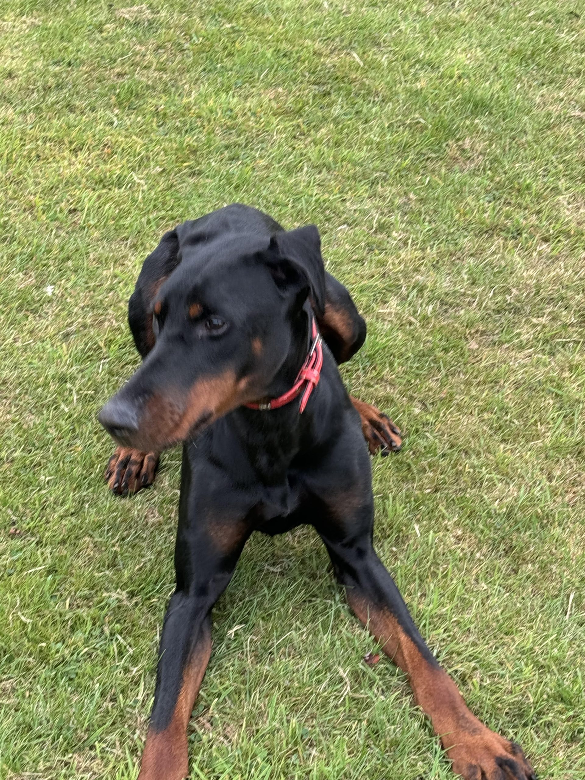 Jolly – 1 Year – Male – Doberman – Available Soon