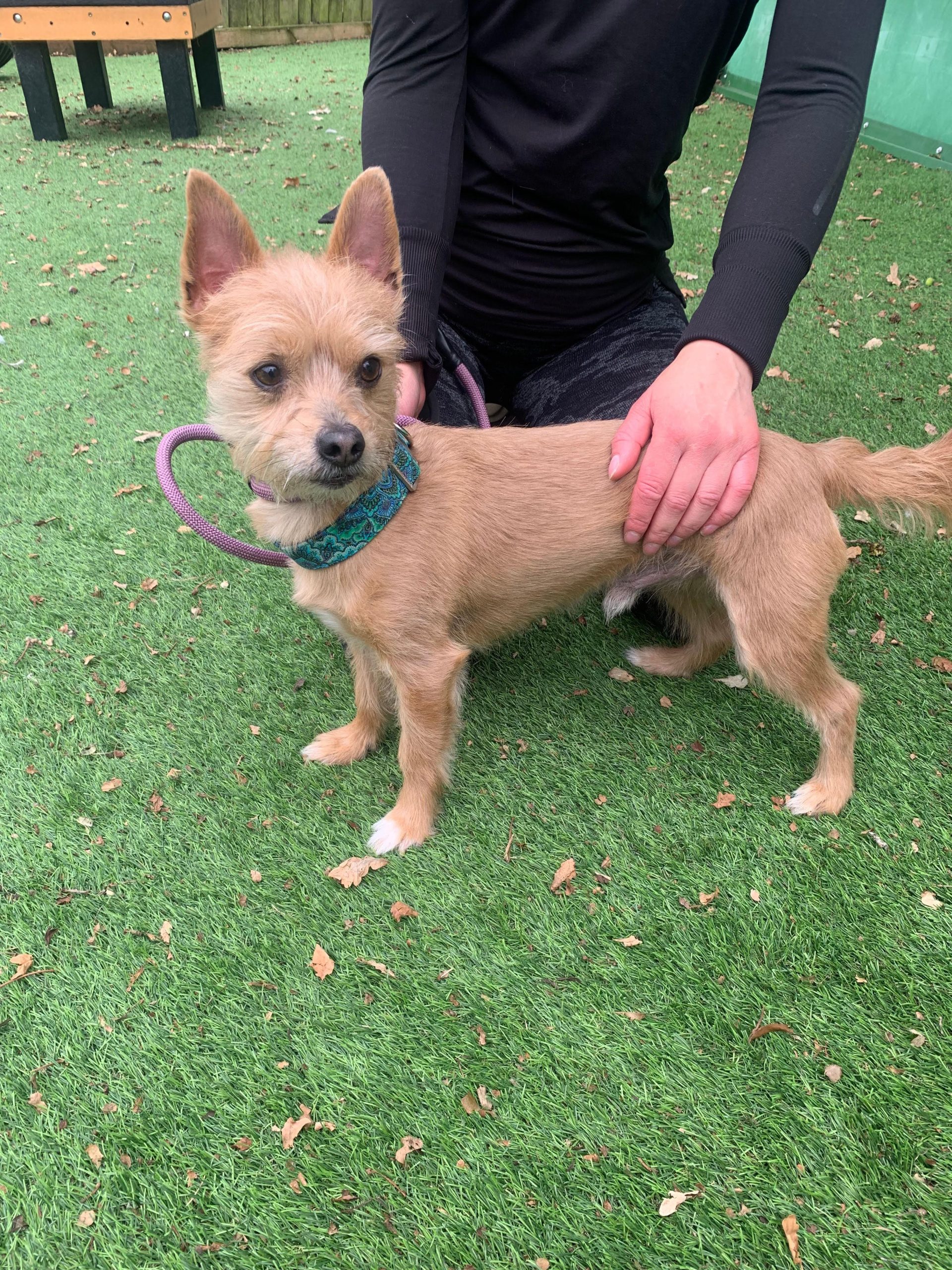 Jukka – 6yr – Male – Yorkie X – RESERVED