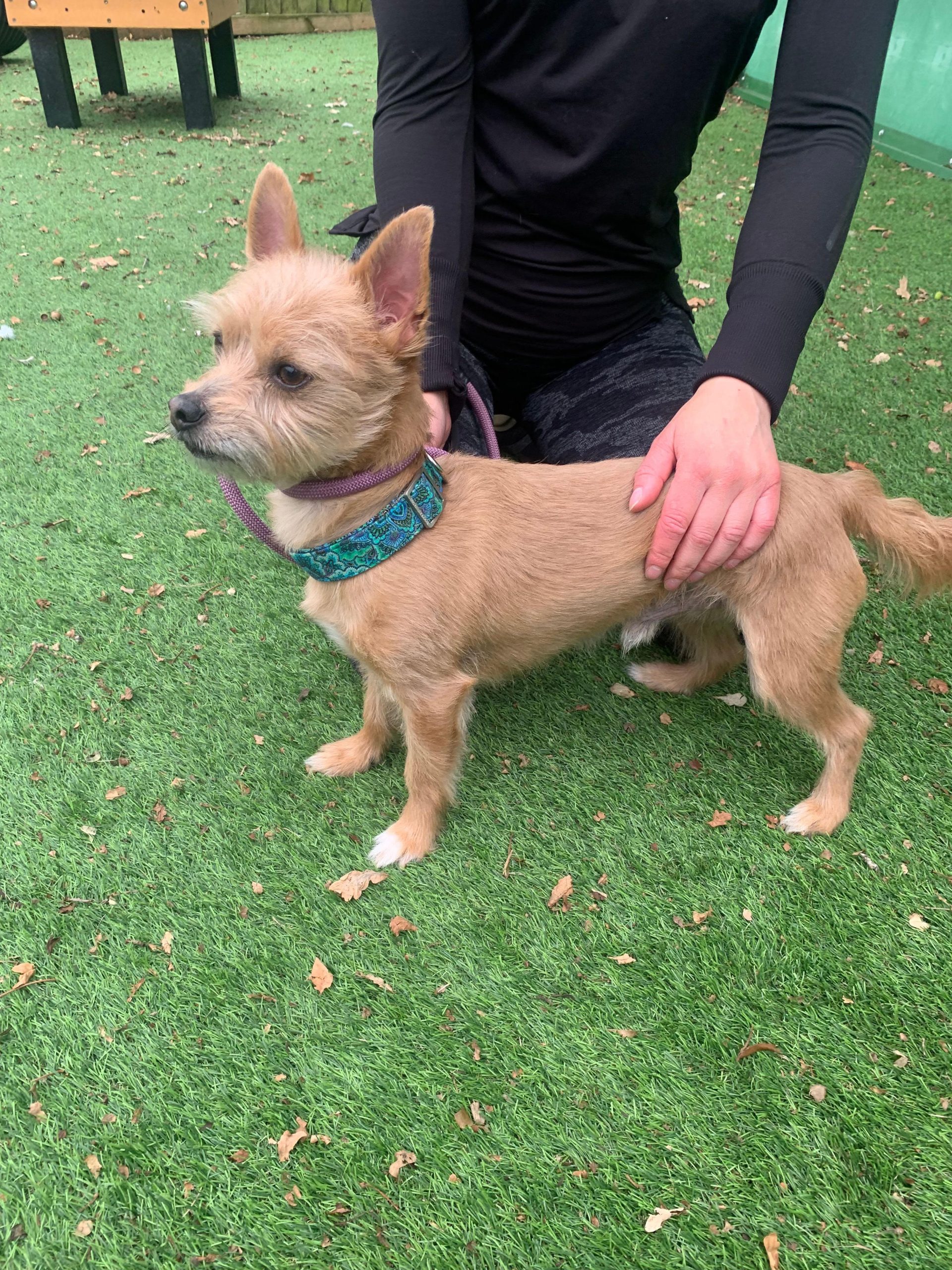 Jukka – 6yr – Male – Yorkie X – RESERVED