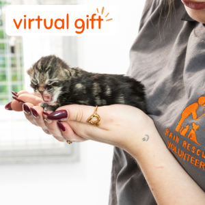 Nourishing Food for a Rain Rescue Kitten