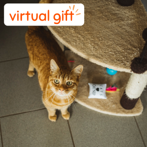 Welcome Pack for a Rain Rescue cat