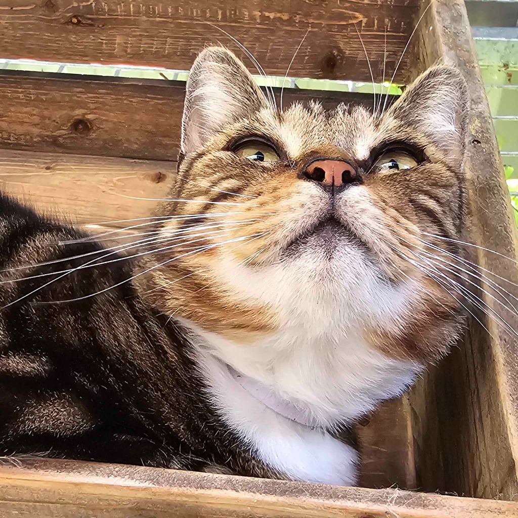 Simba- 1 Year Old Male – RESERVED