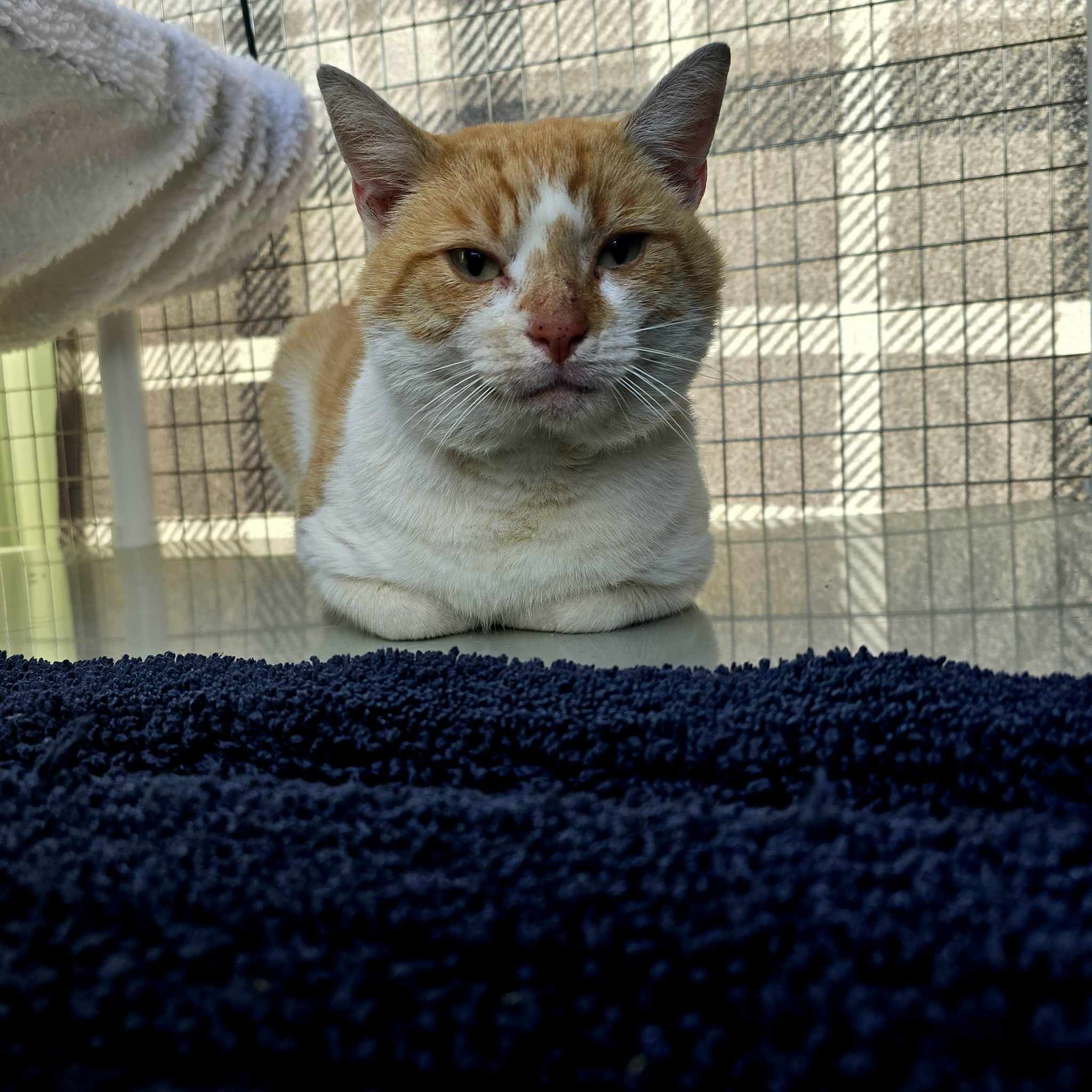 Sunny- 5 Year Old Male- INDOOR ONLY