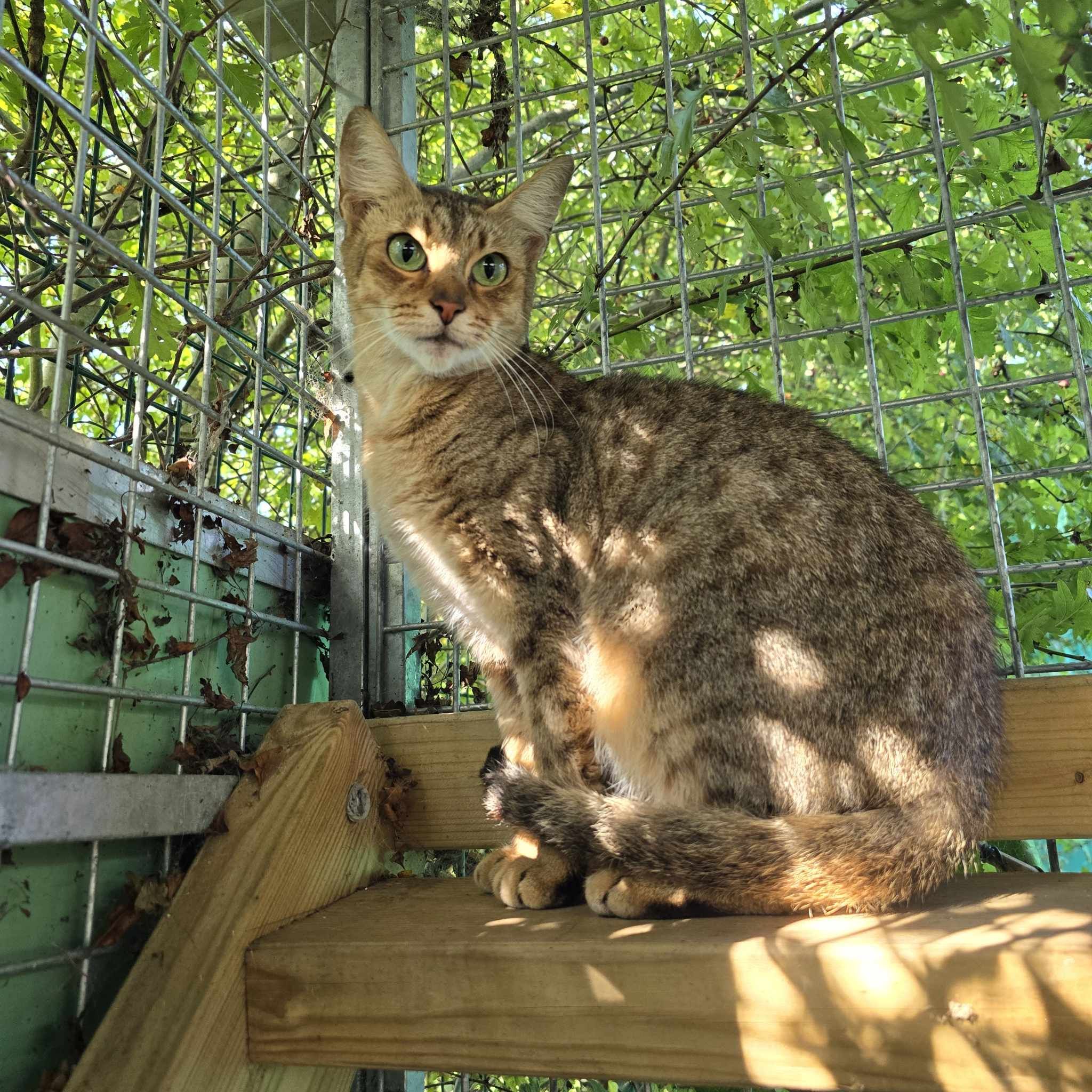 Cinders-3 Year Old Female