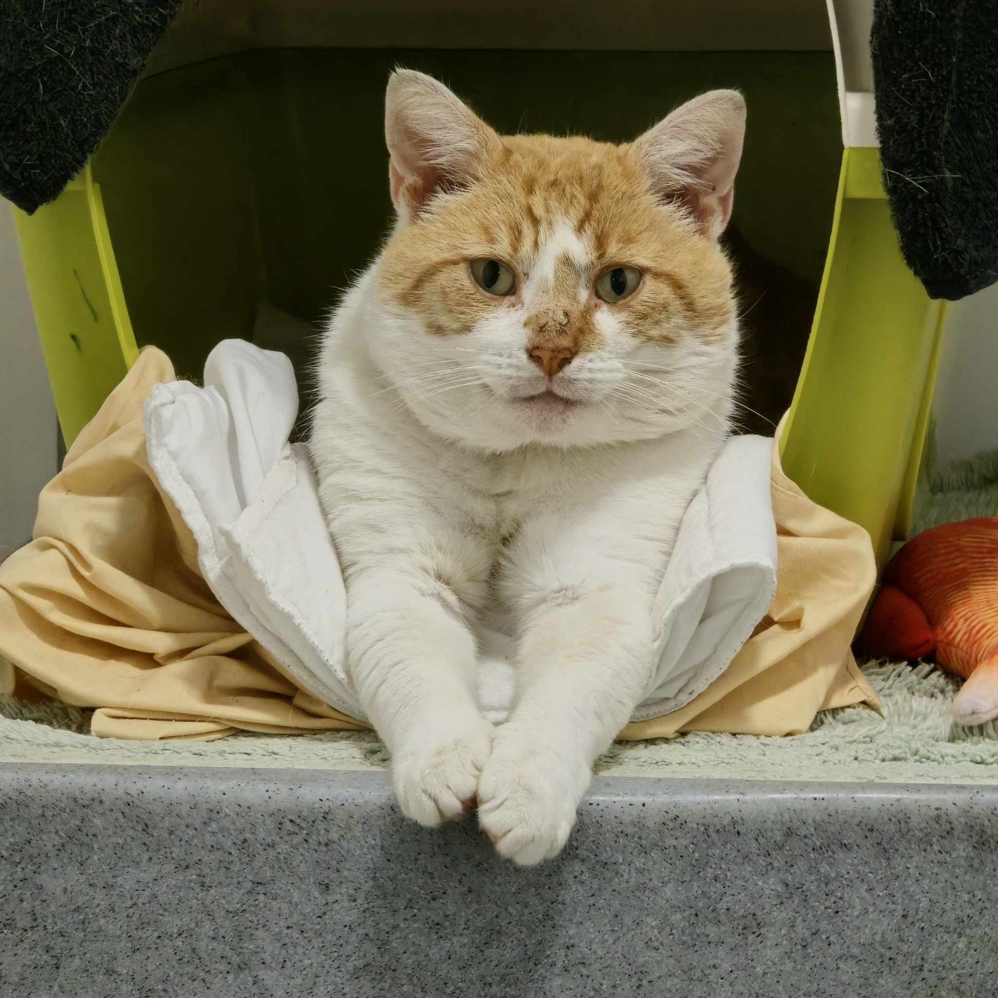 Sunny- 5 Year Old Male- INDOOR ONLY