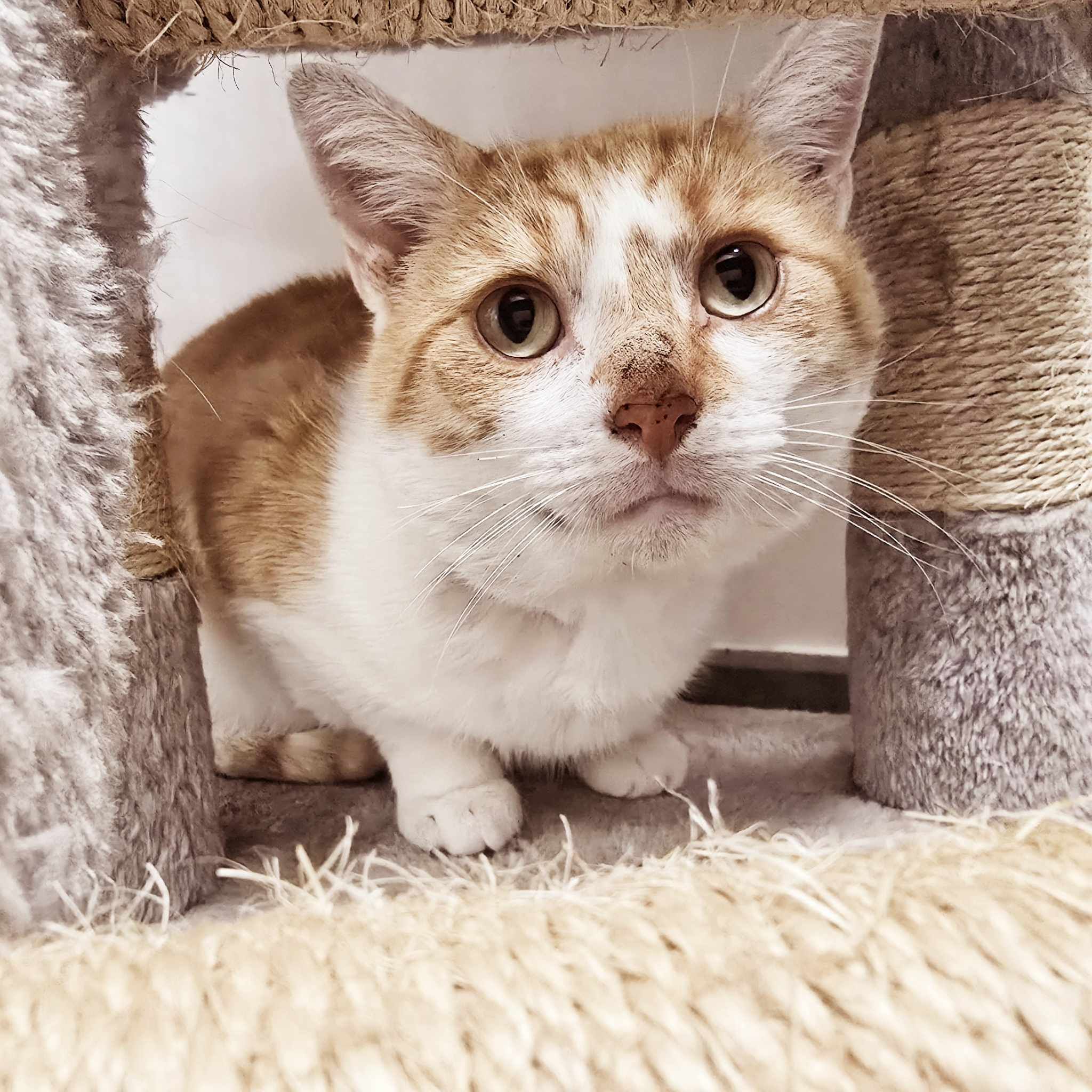 Sunny- 5 Year Old Male- INDOOR ONLY