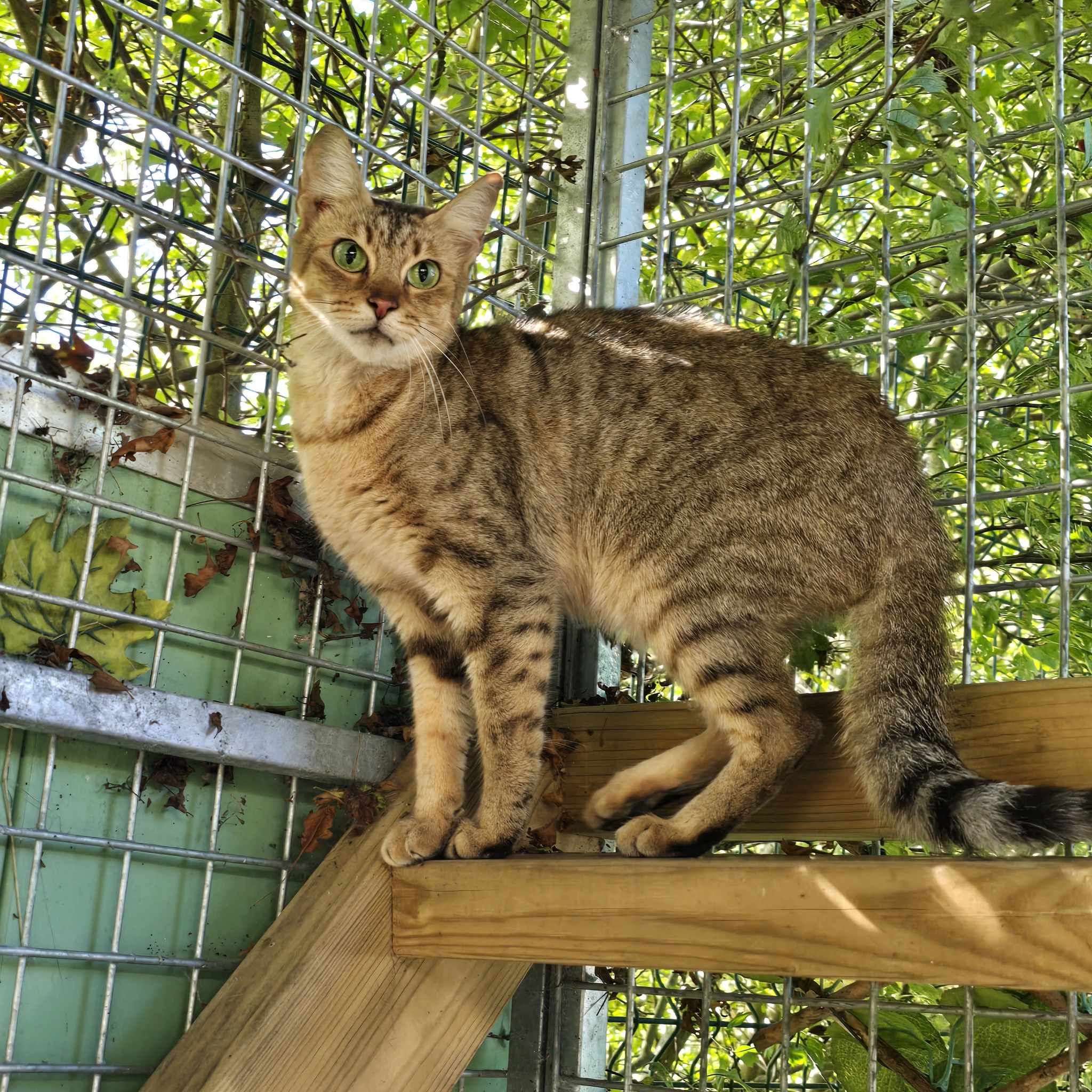 Cinders-3 Year Old Female