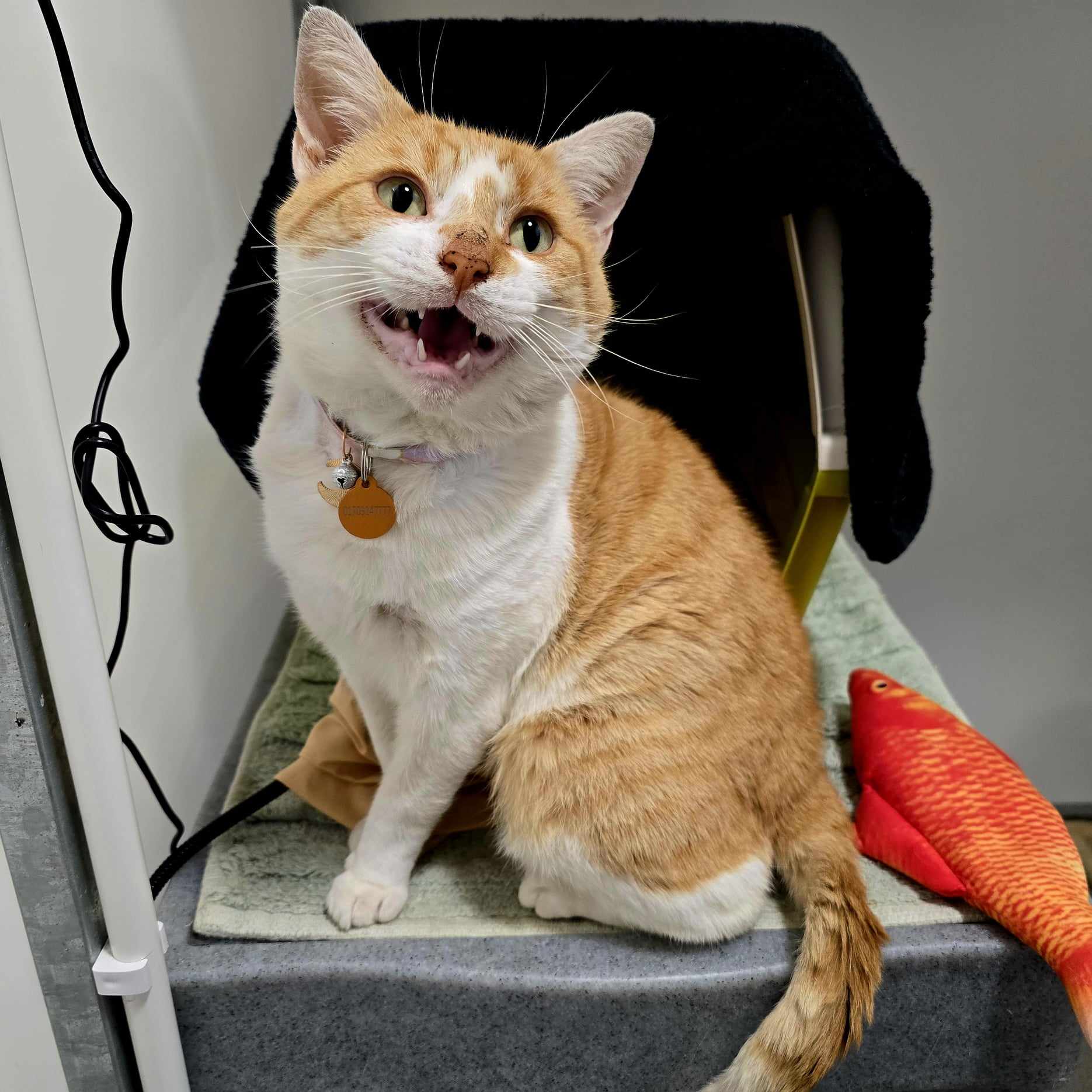 Sunny- 5 Year Old Male- INDOOR ONLY