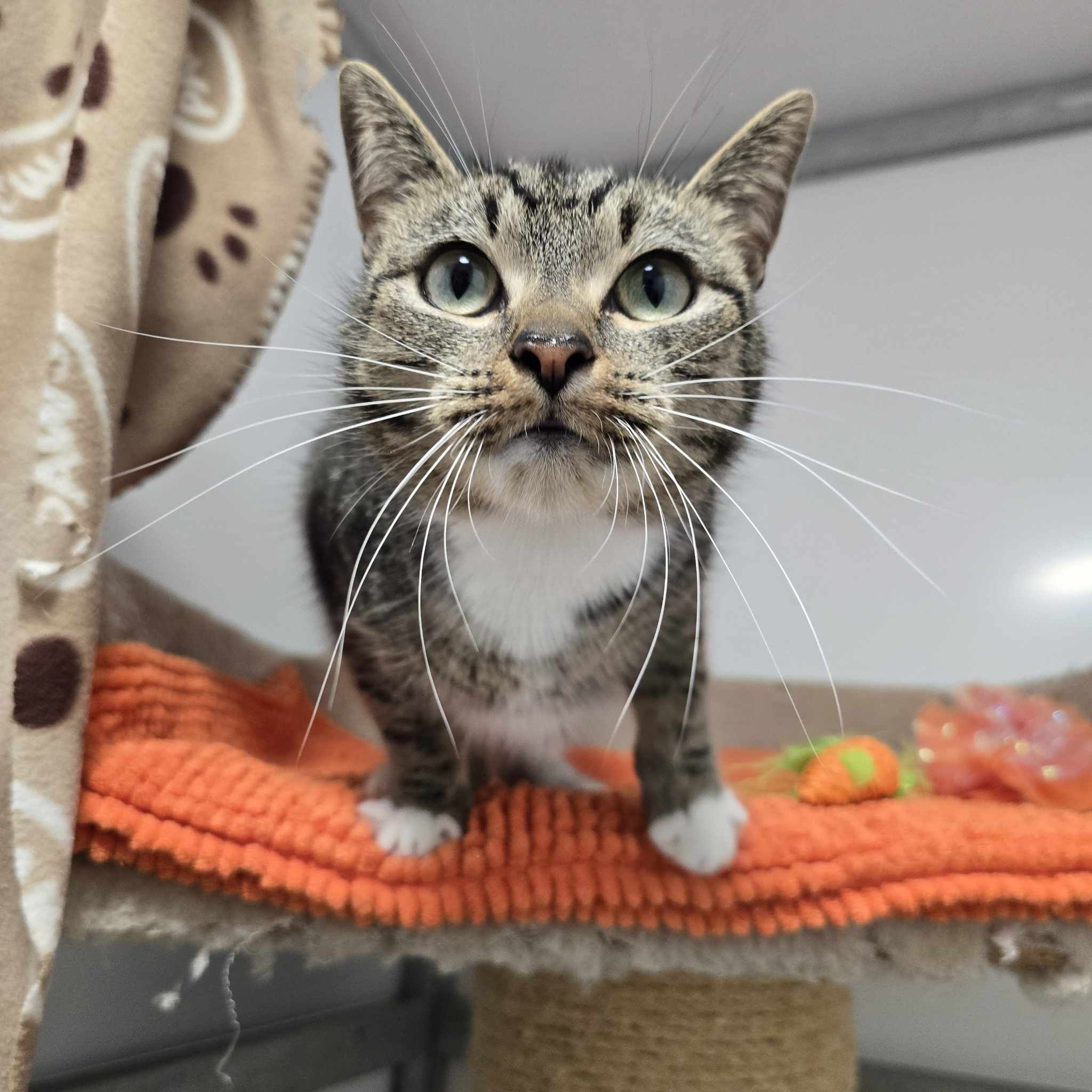 Coco-1 Year Old Female- RESERVED