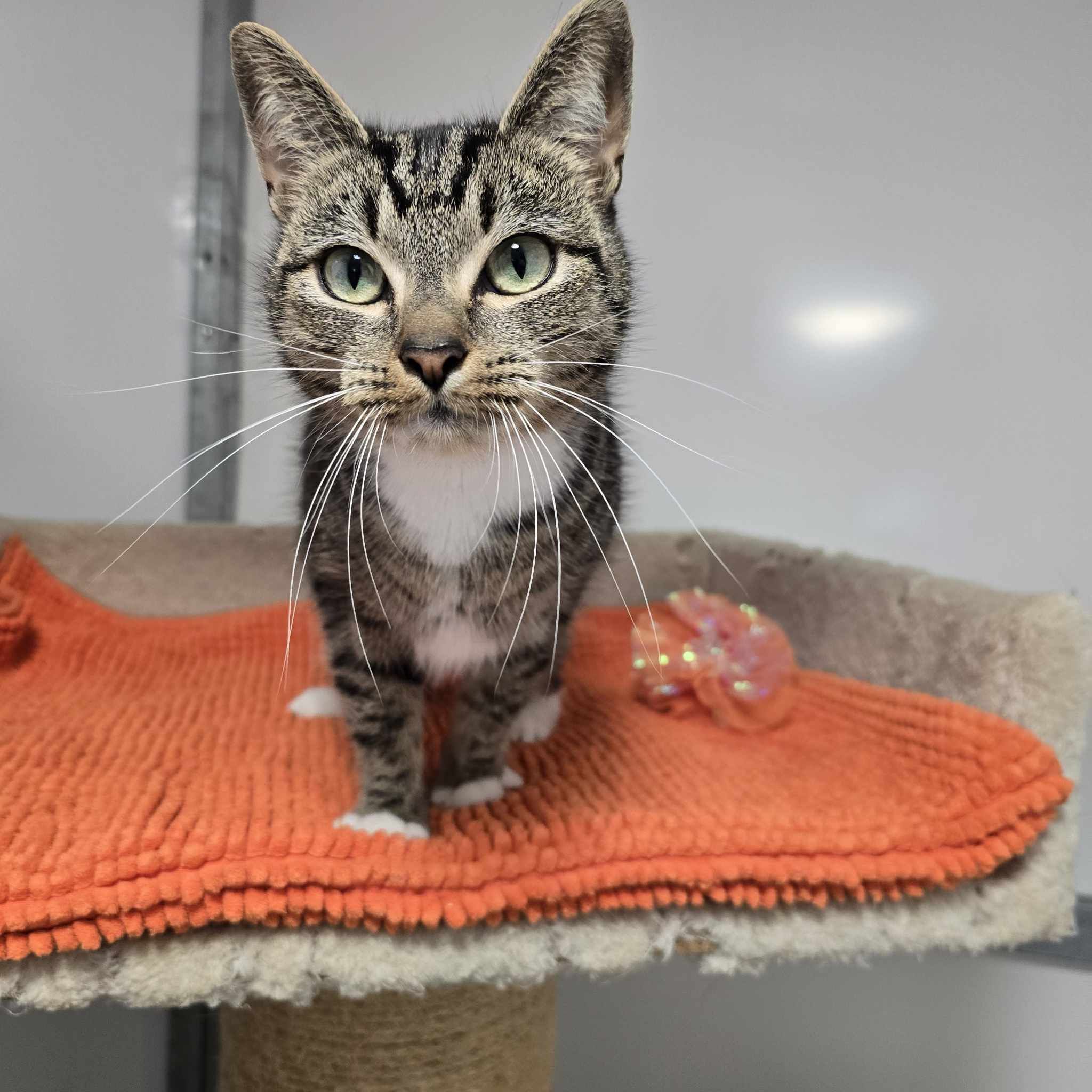 Coco-1 Year Old Female- RESERVED